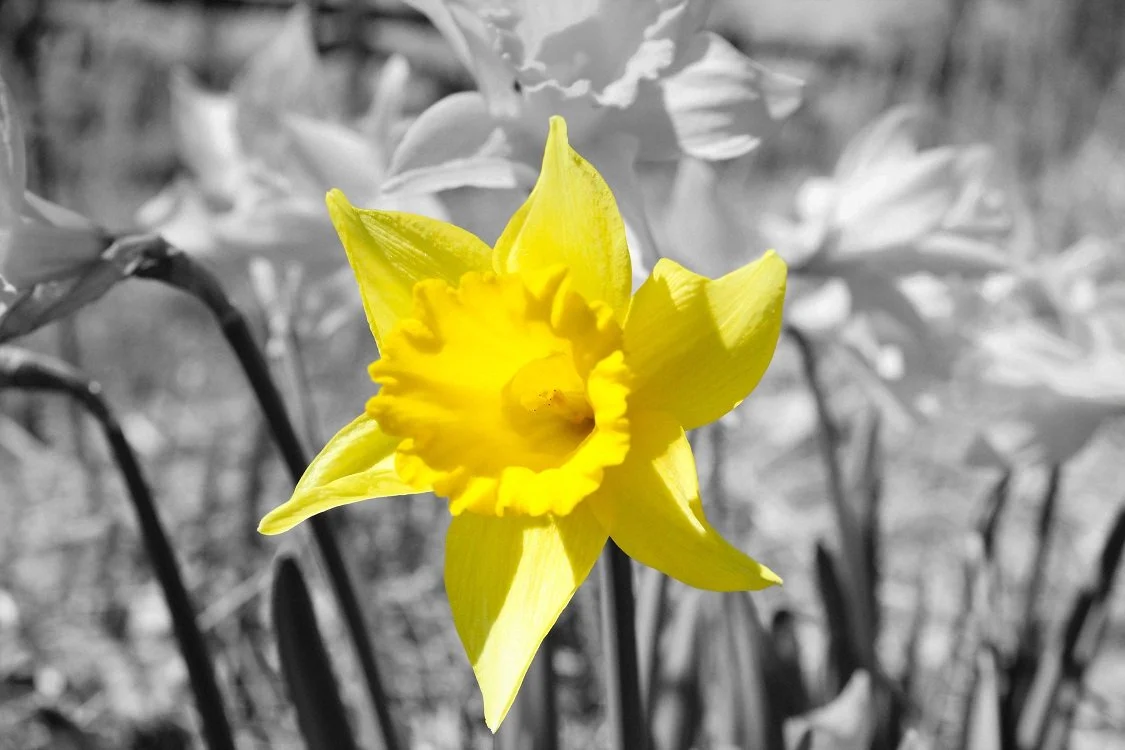 Photo Editing: Spot Color