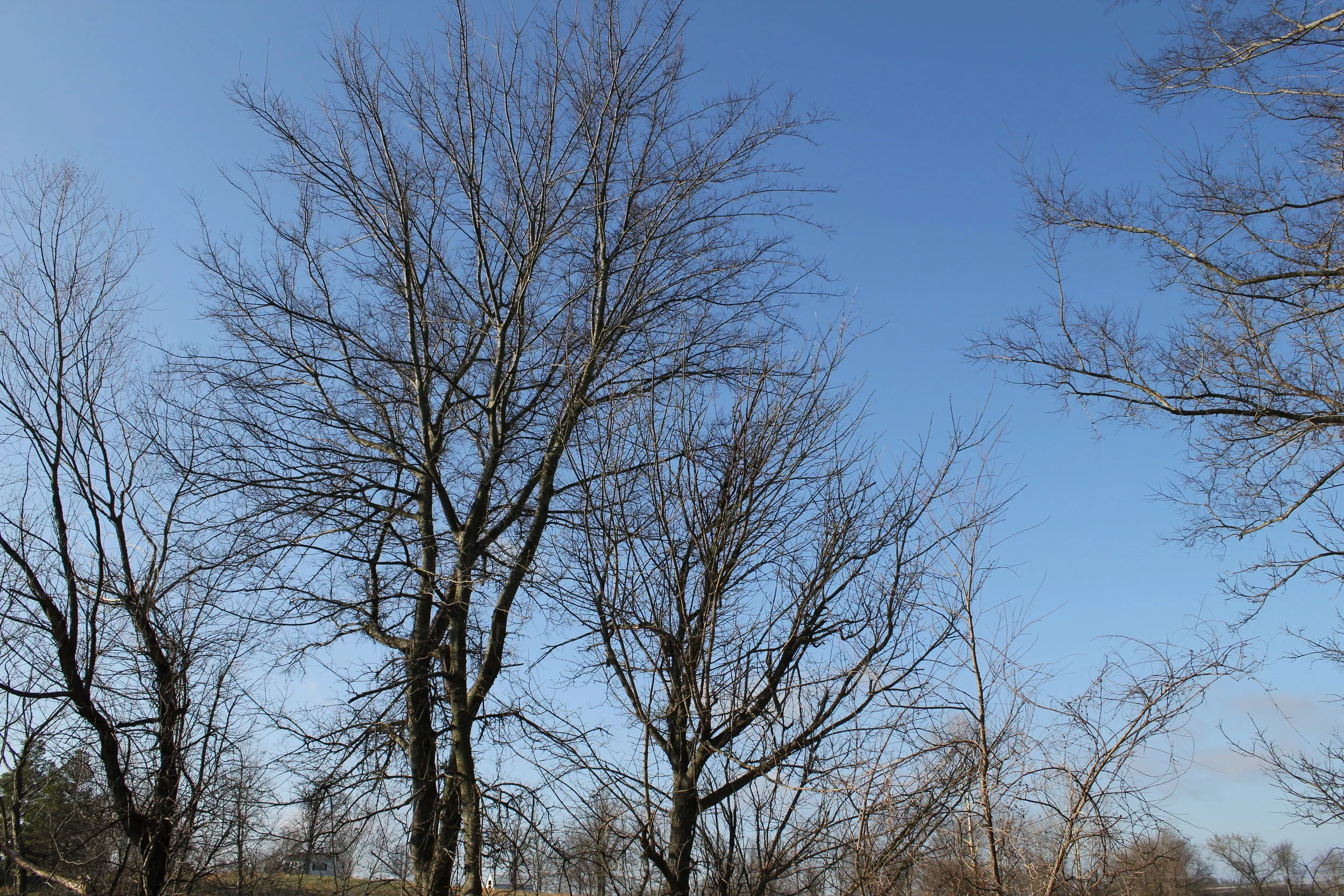 Bare trees against a blue sky. Photo taken for stock image use.