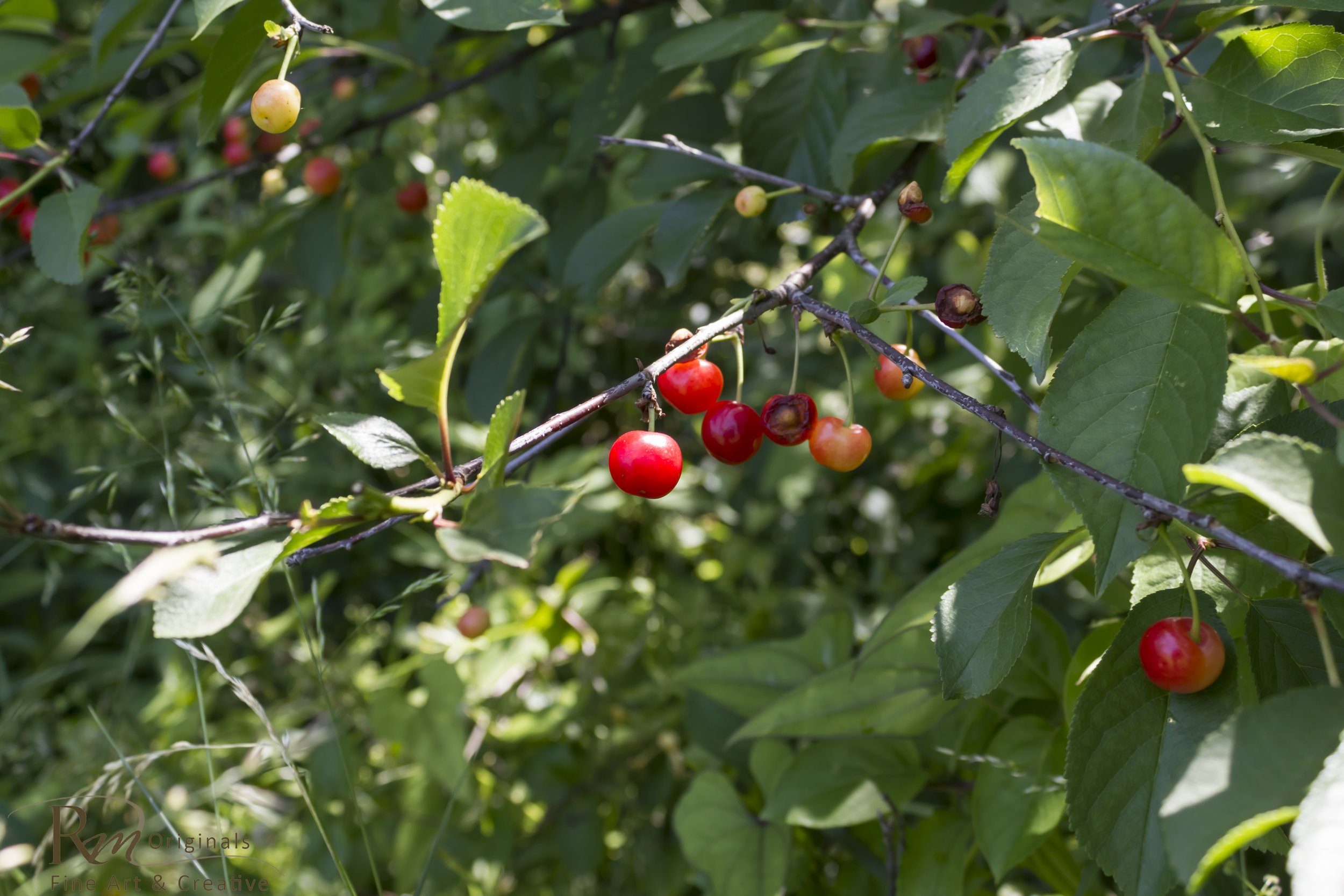 cherries_beforeAfterbirds-1.jpg