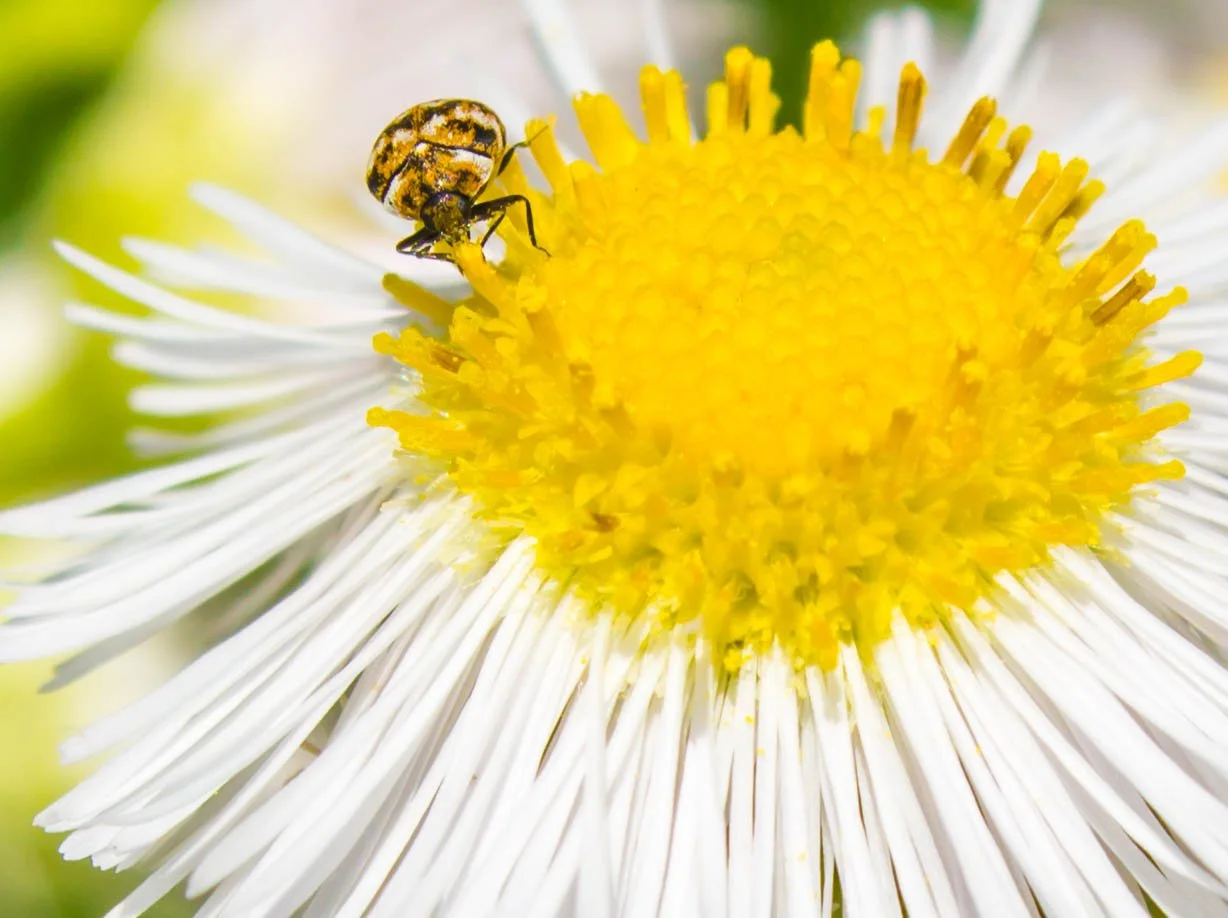 Macro Photography for stock images
