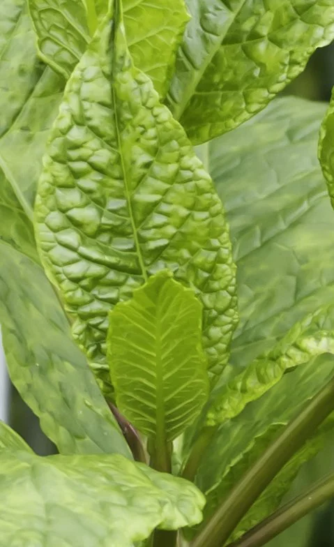 PokeGreens_Closeup (1 of 1)-2.jpg