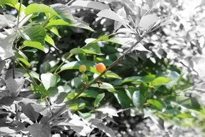 Edited to add selective color effect.