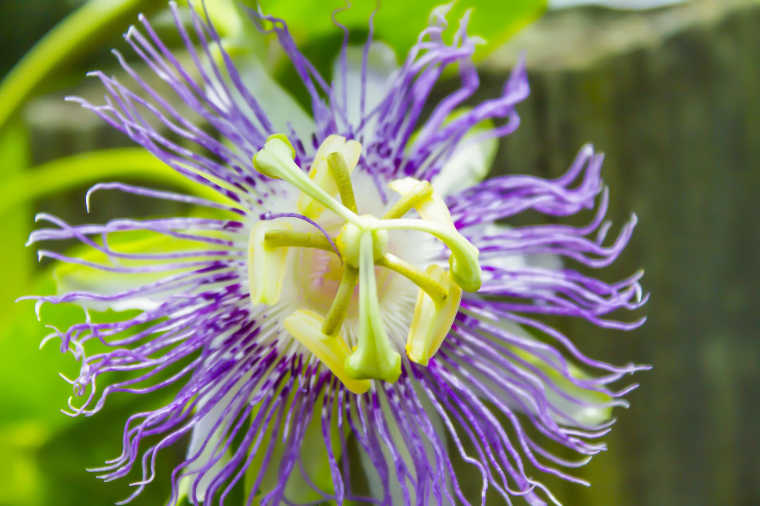 Passion Flower close up.
