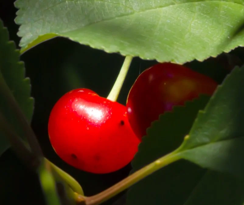 Macro Photography for stock images