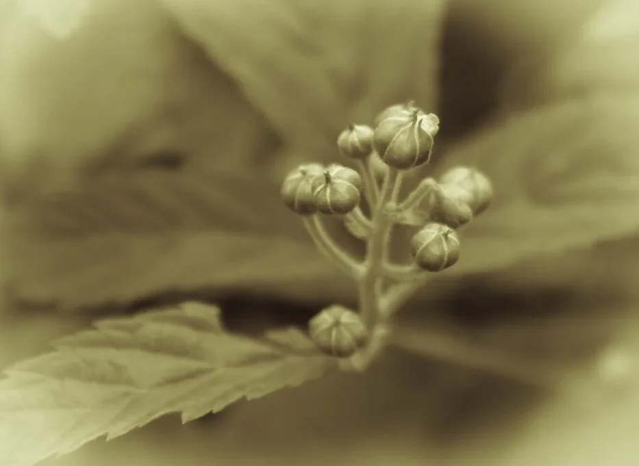 CloverCloseup1-4.webp