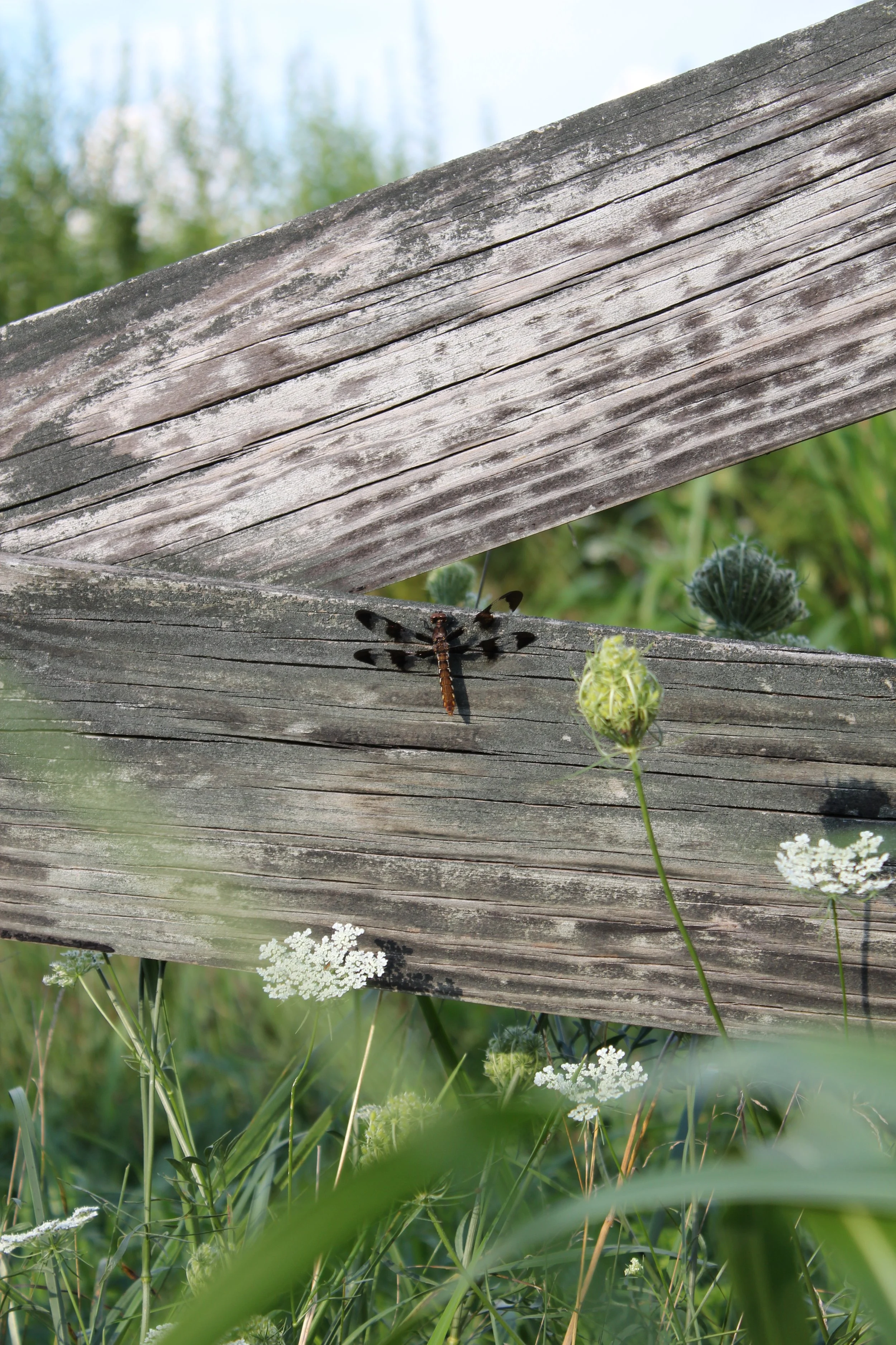 Dragon fly on fence.