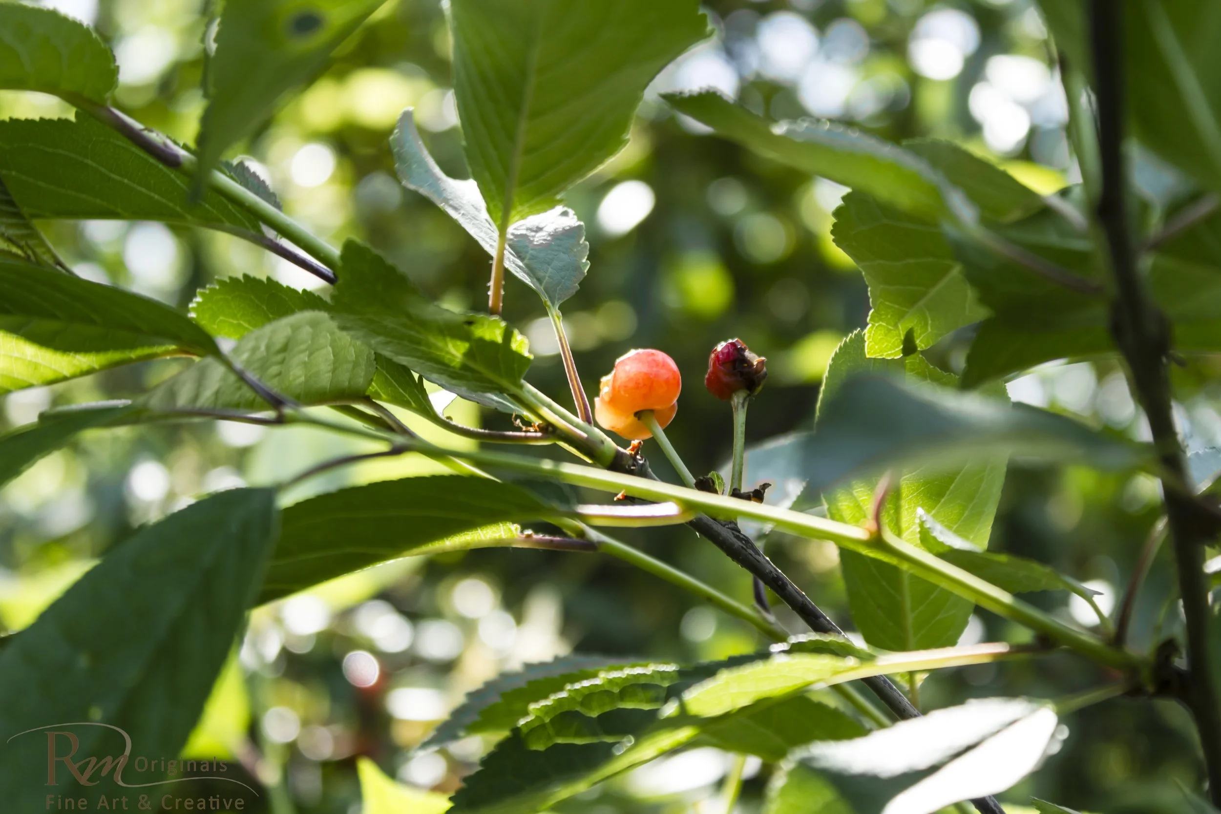 Cherries - After the birds.