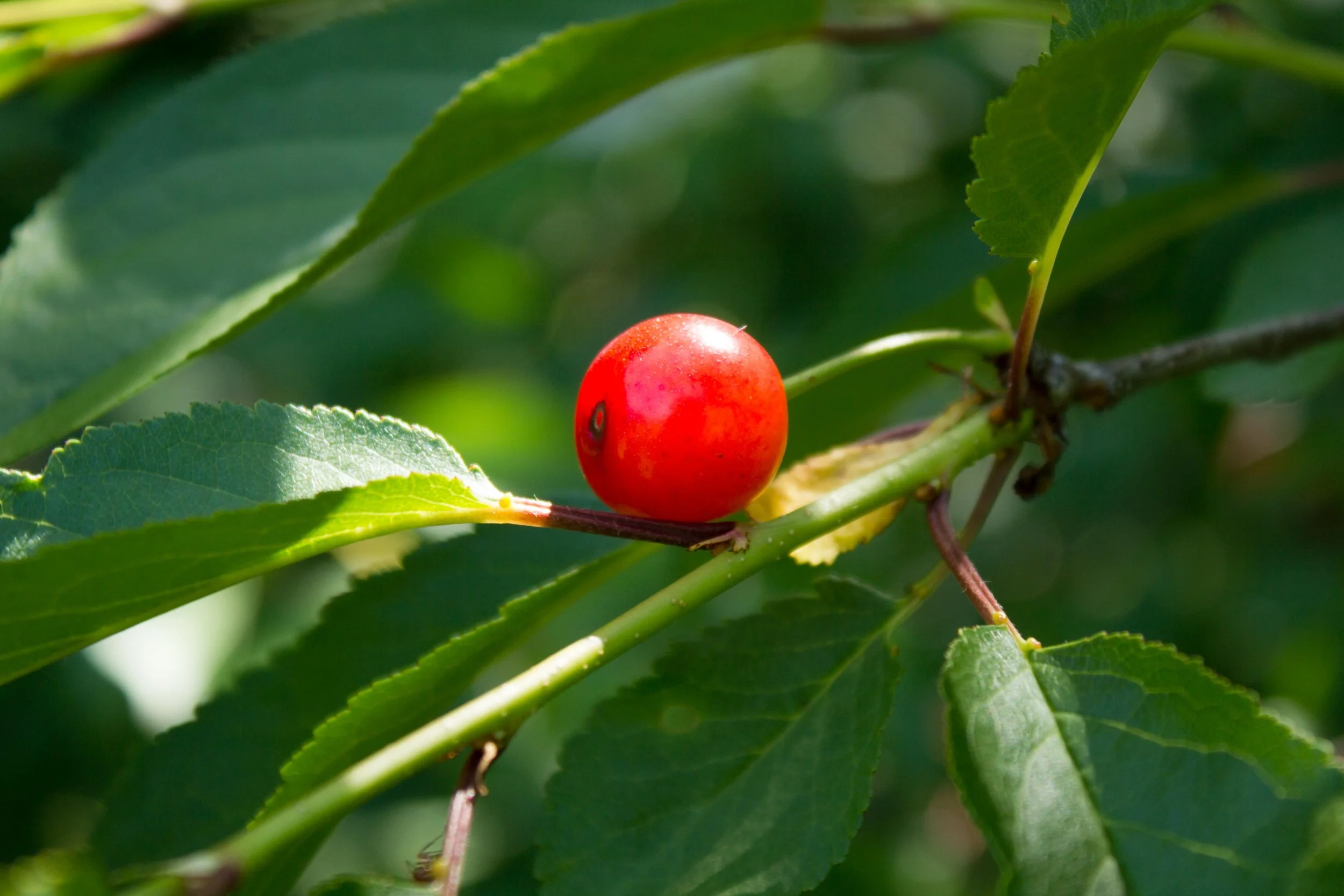 CherriesLeaves-18.jpg