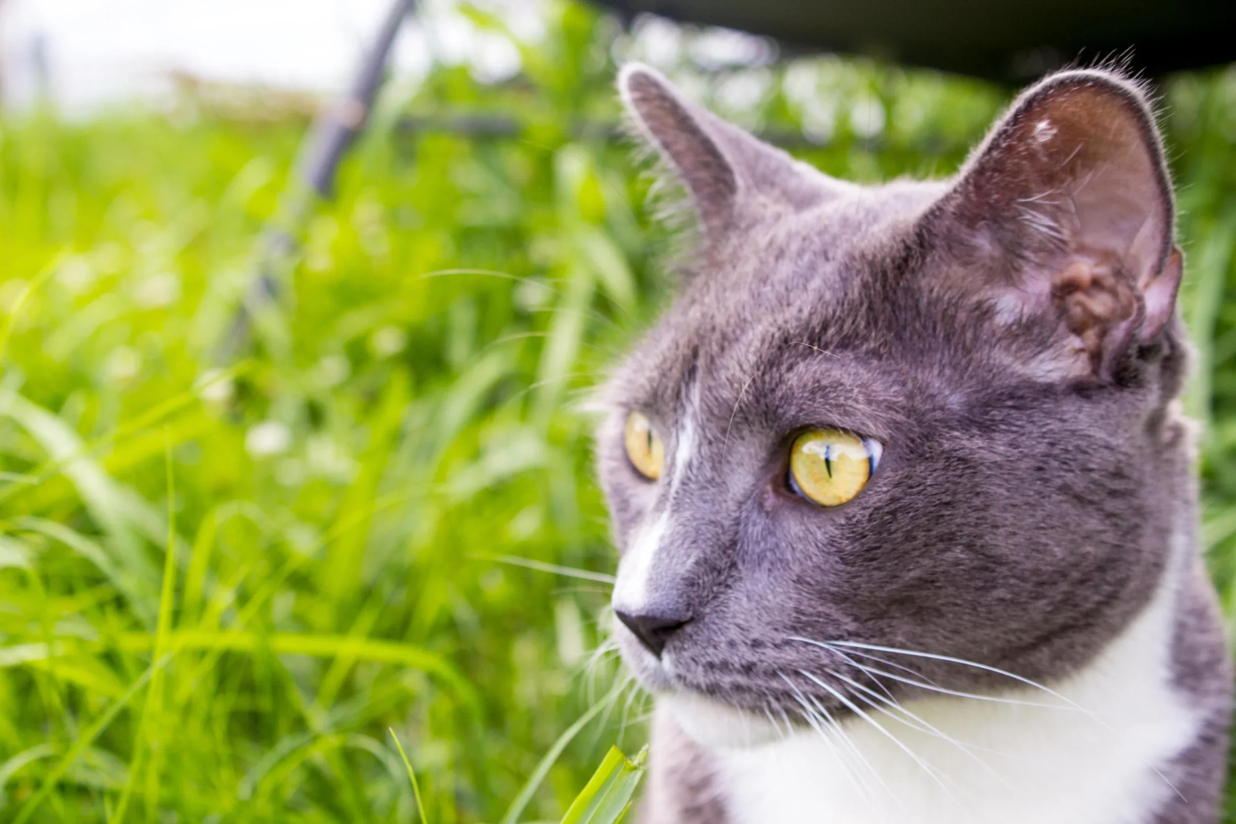 Close up of tuxedo cat taken for stock image.