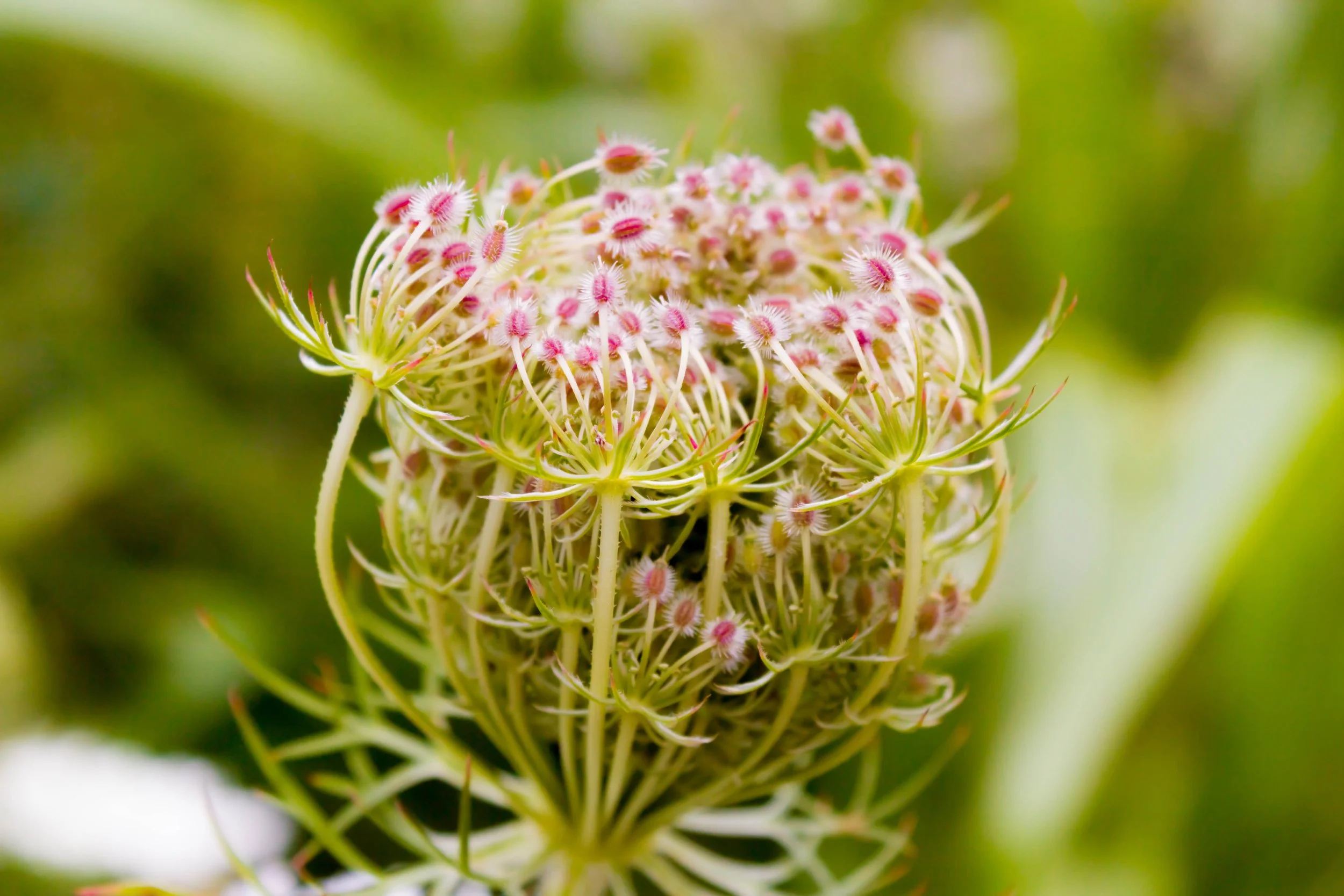 Pink and Green.jpg