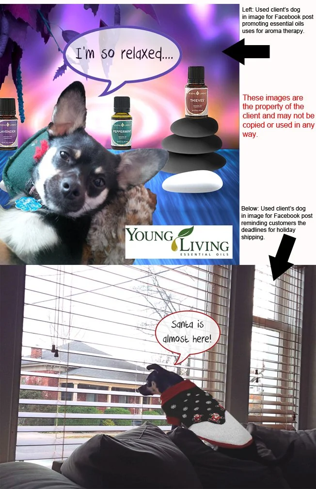 Client Project: Design created for daily social media posts to connect with customers. Owner's dog was used in designs to connect with the customers and an added humor element.