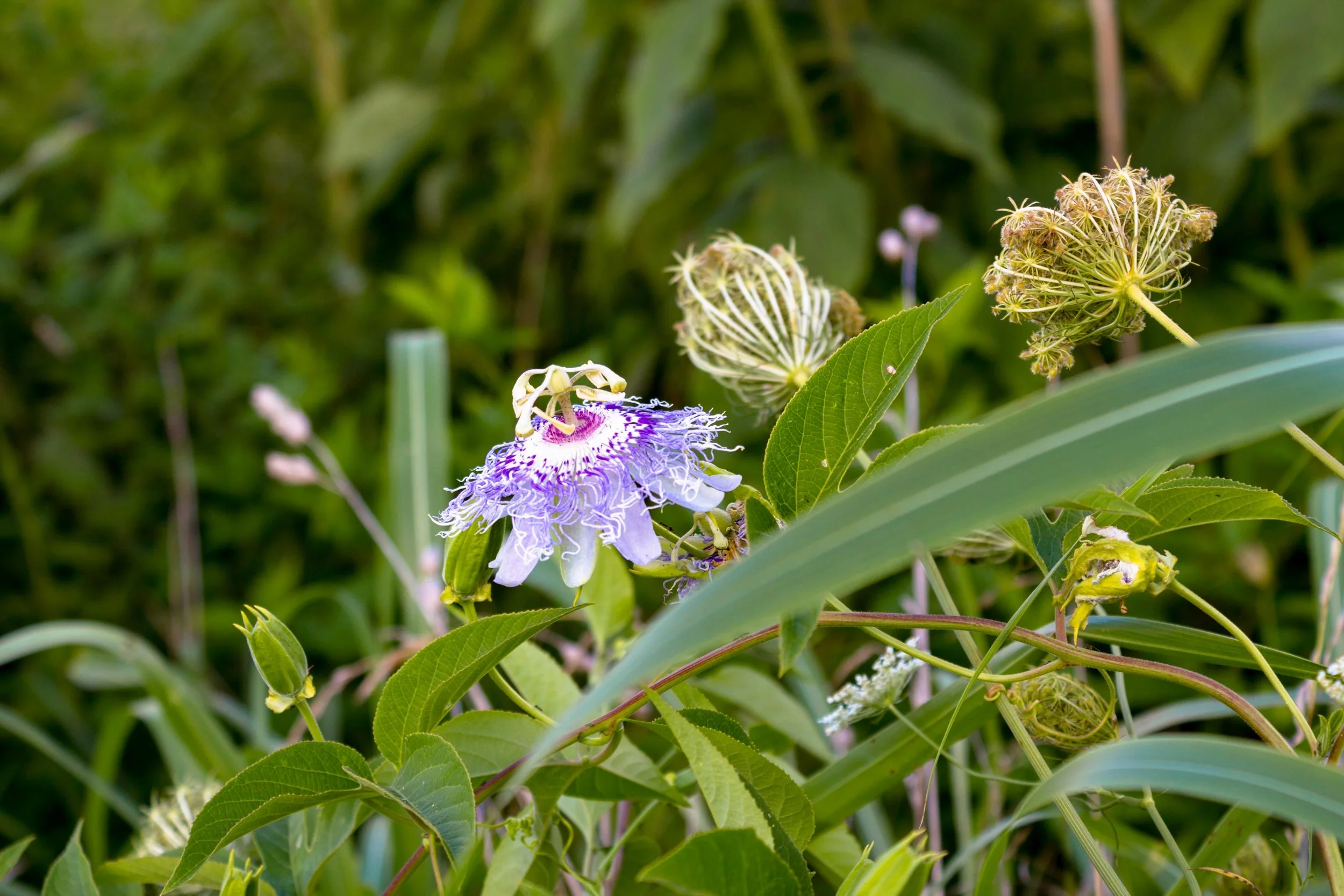 Passion Flower
