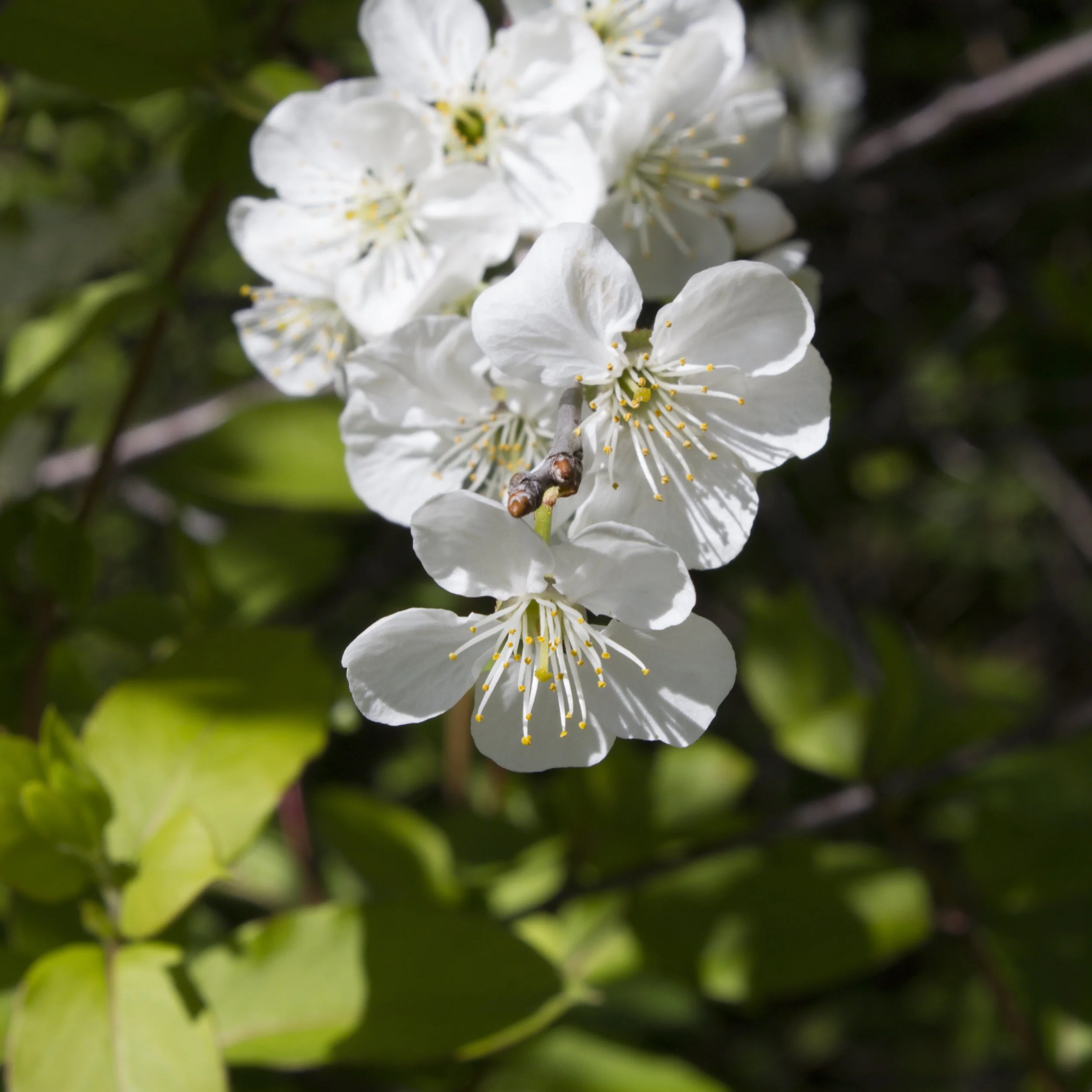 Cherry Blossoms