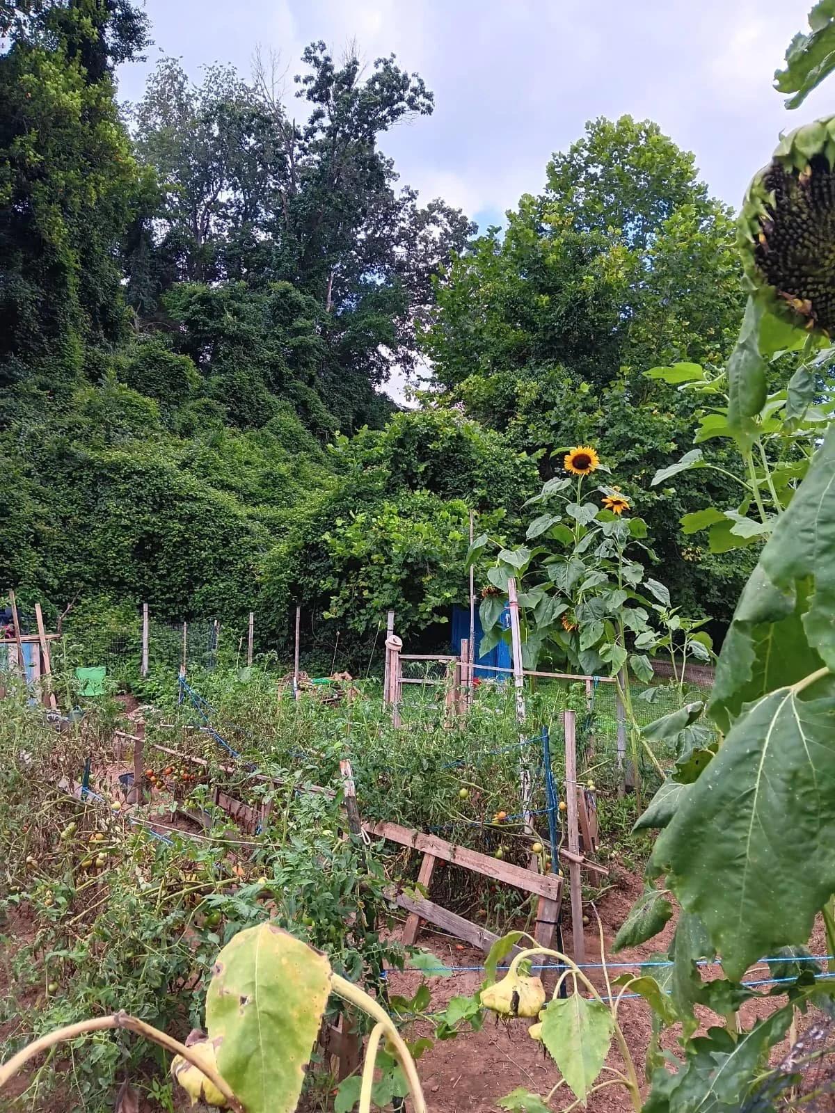 A vegetable garden with tall sunflower plants in the foreground and smaller plants like tomatoes beneath. There are wooden and wire frames around the garden beds for support. Large green trees and a cloudy sky are in the background.