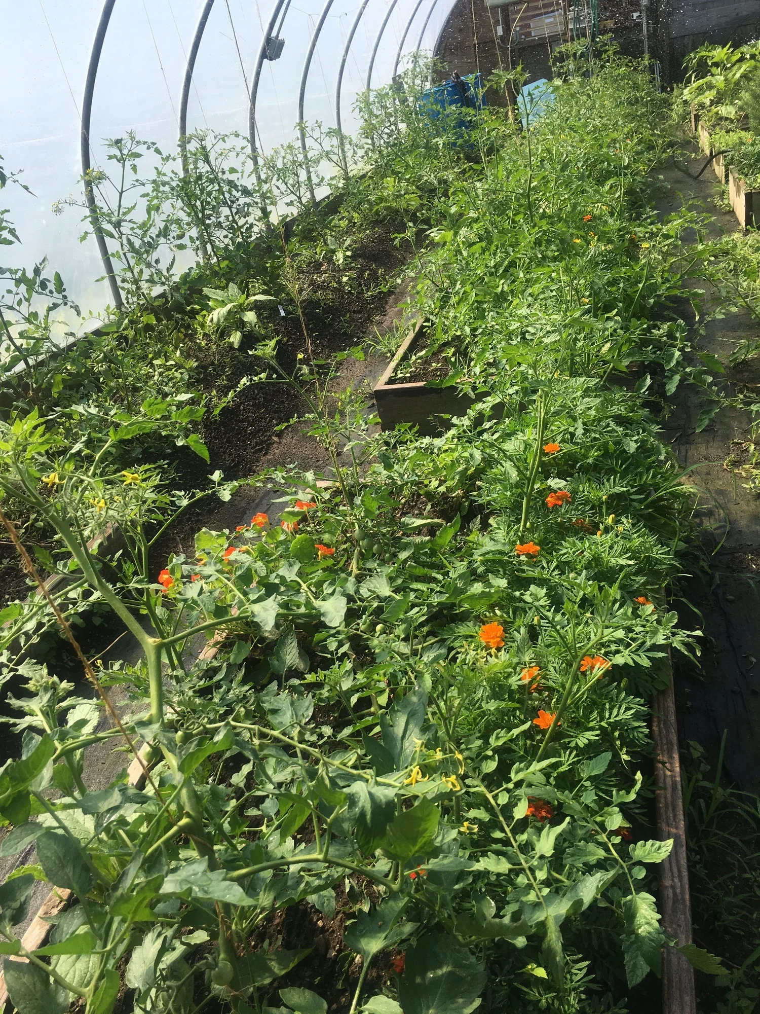 Summer Crops