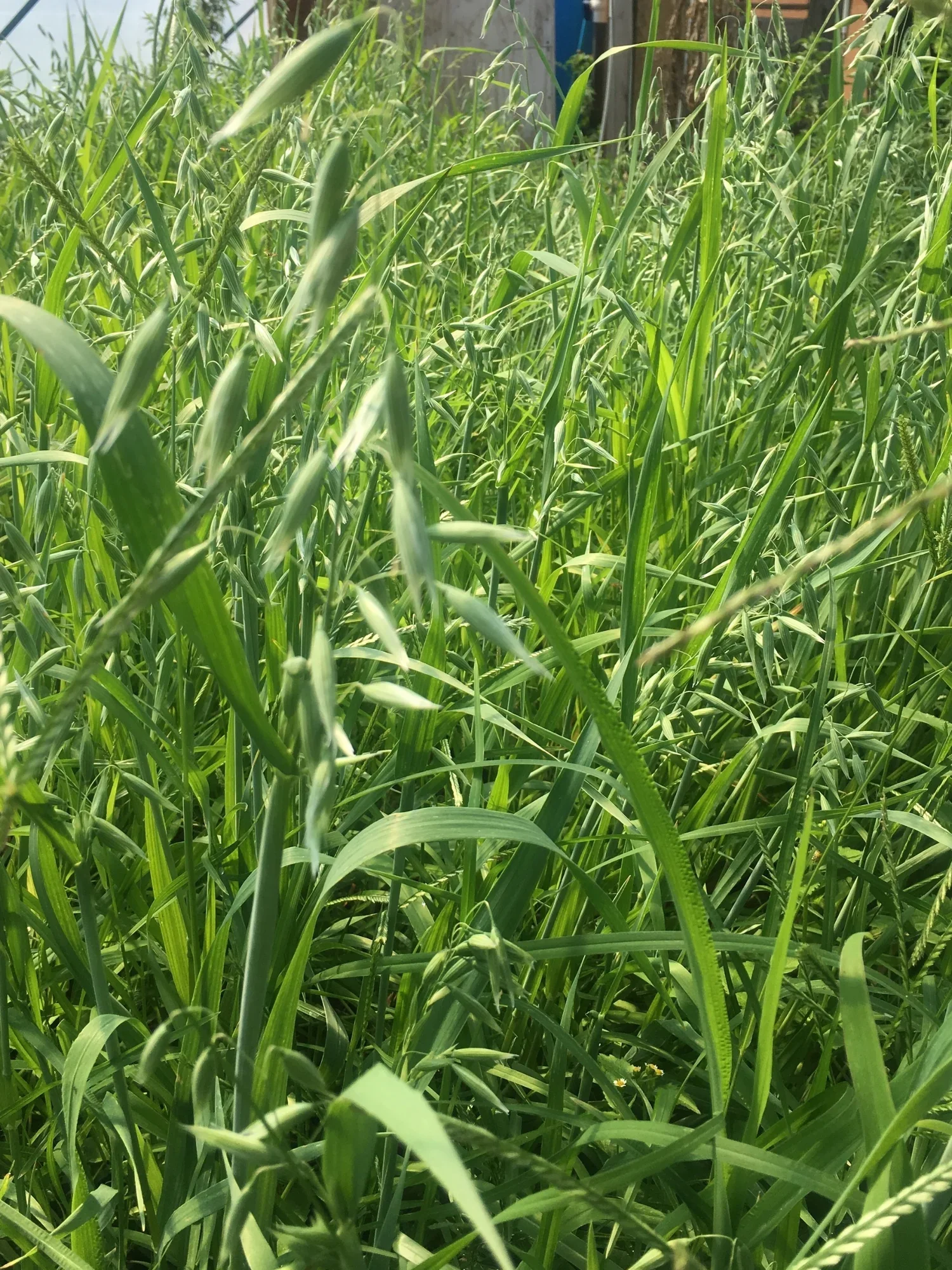 Milky Oats
