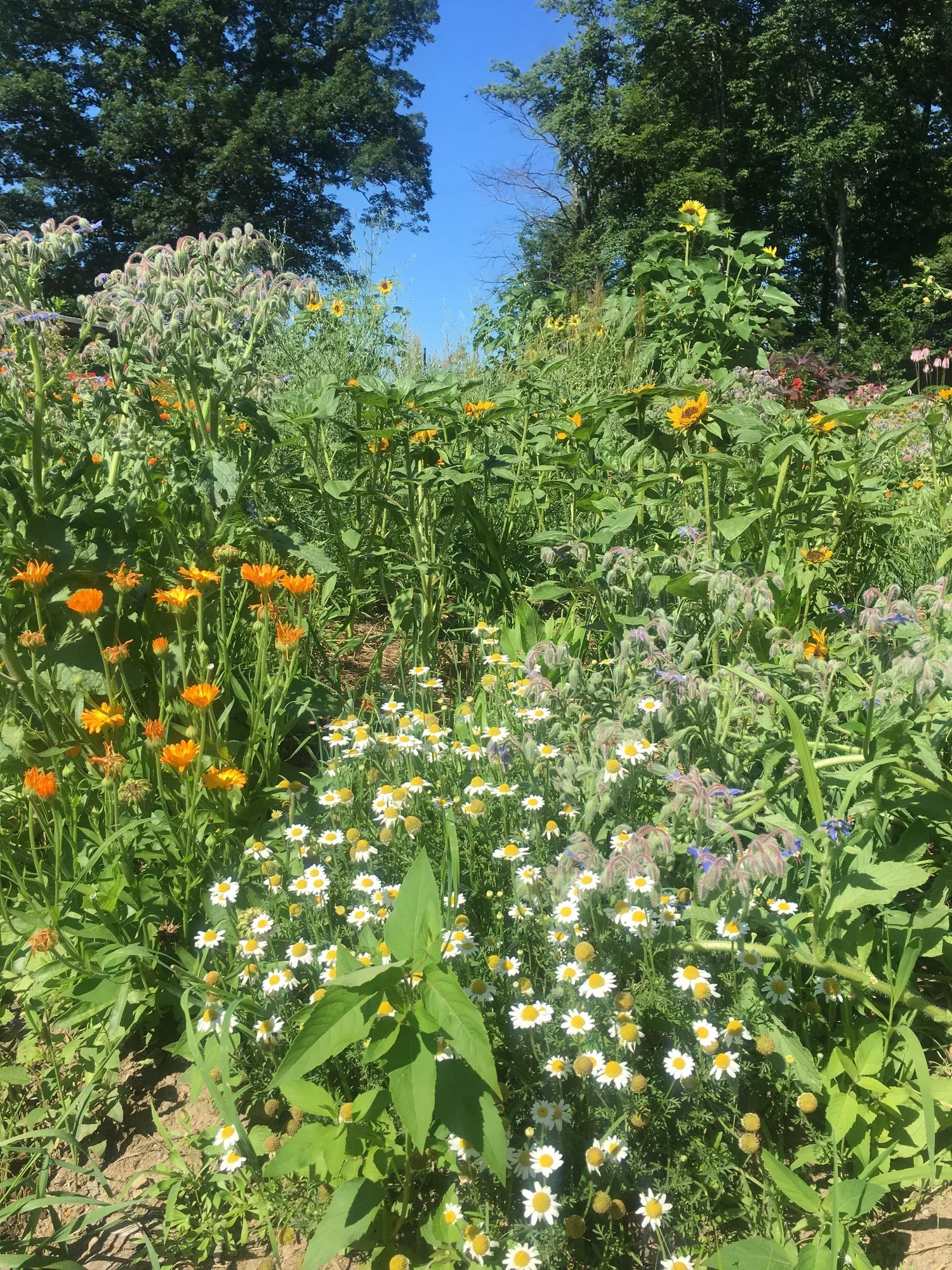 Farm and Garden: Summer Update