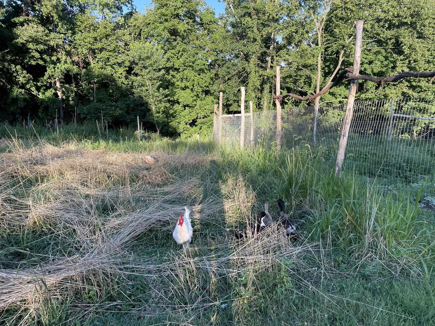 Farm &amp; Garden Update: A Practical and Radical Experiment