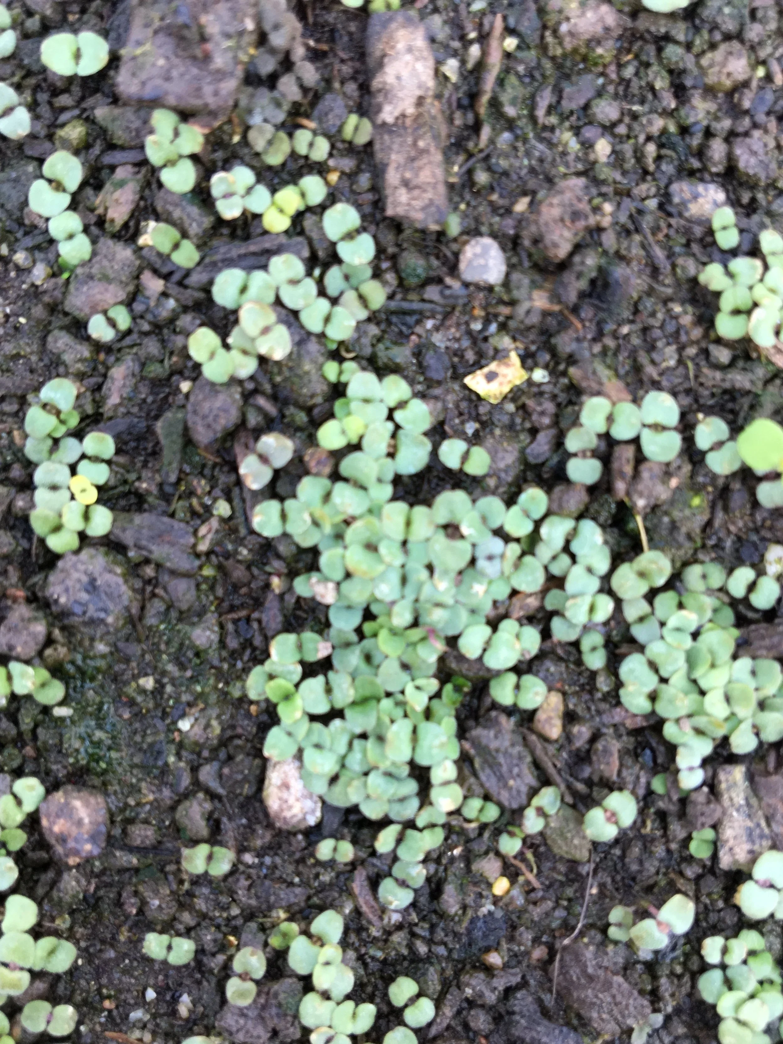 Farm and Garden: Spring Update