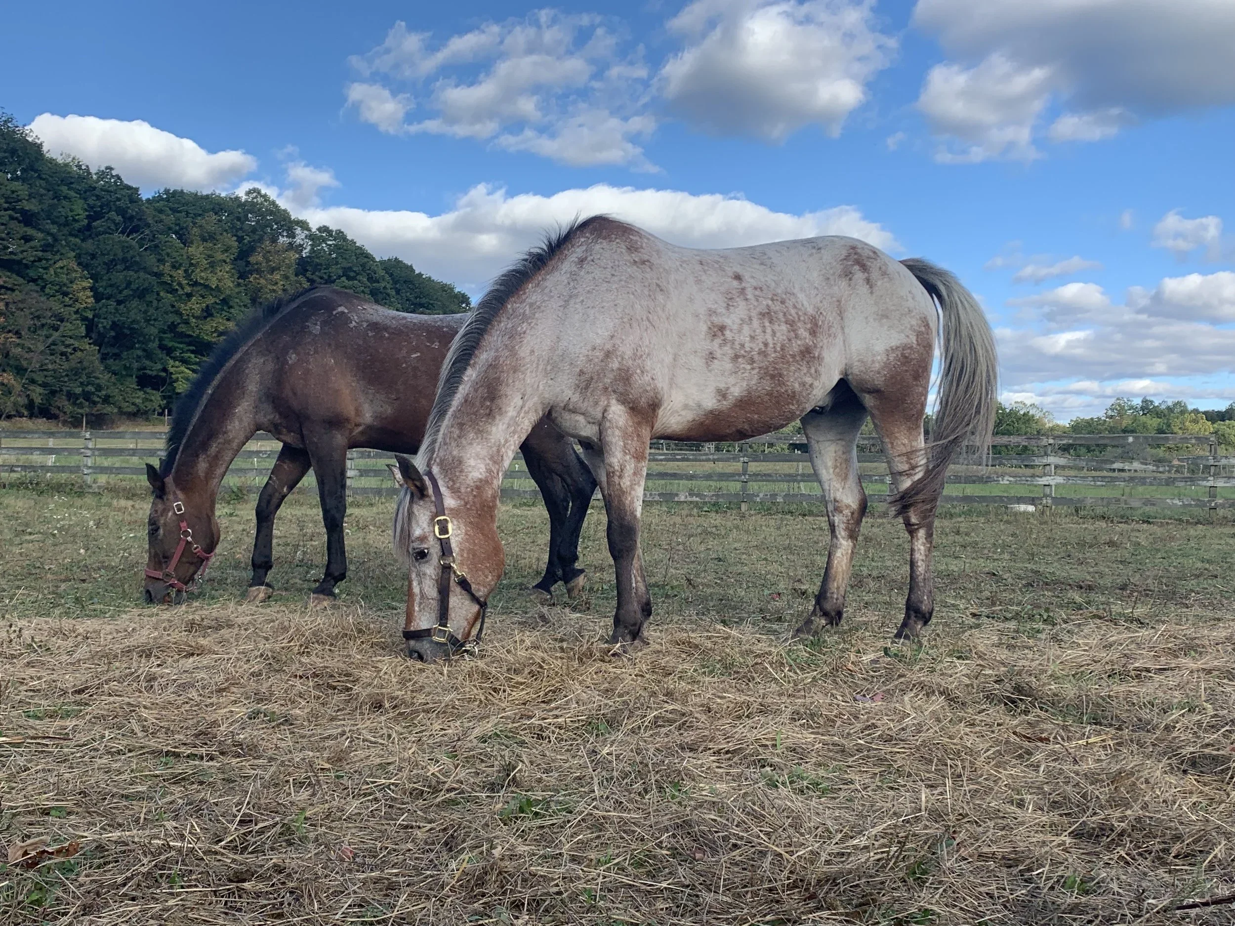 Farm and Garden Update: A New Friend Next Stall