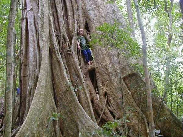Strangler+Fig.webp