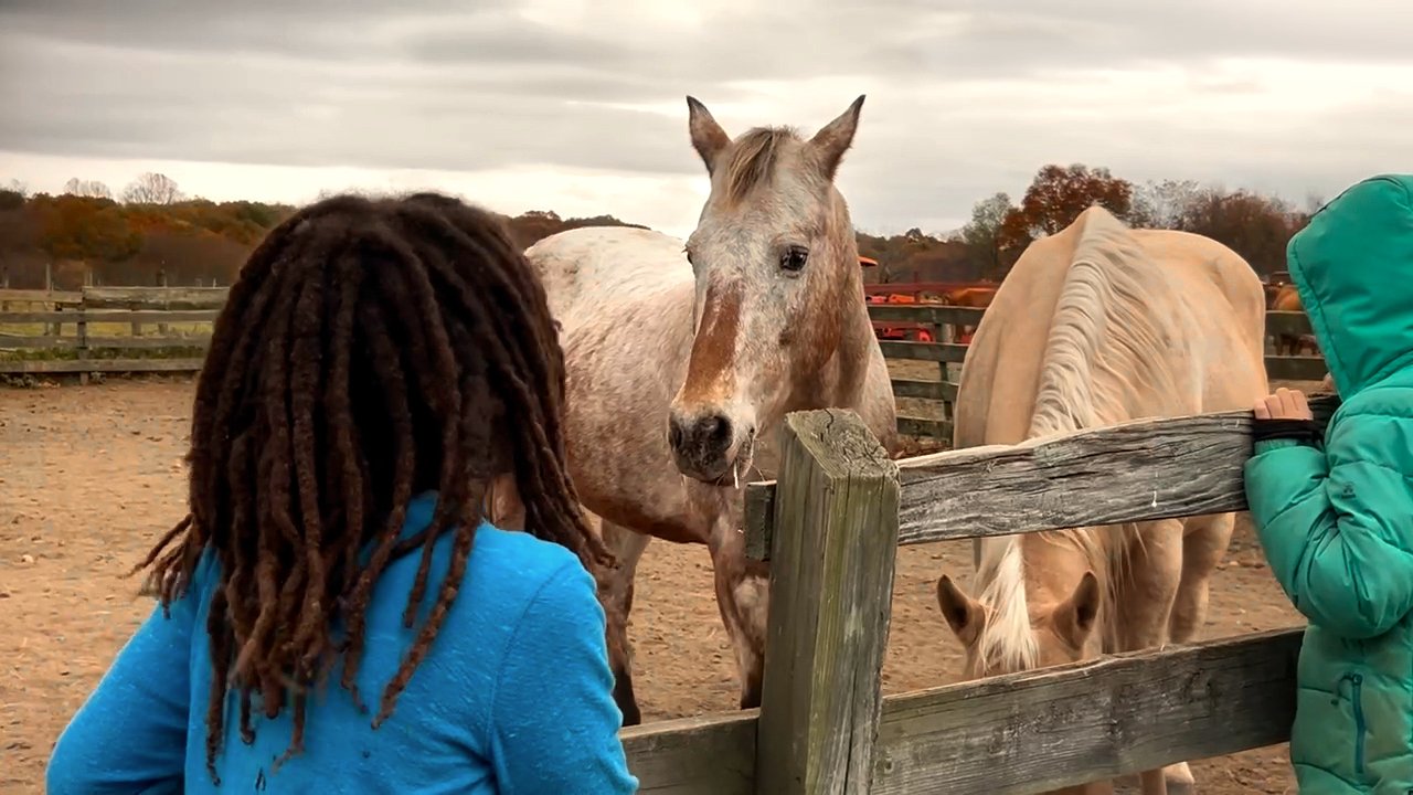 A young male student with a blue shirt and dark hair is standing outside a paddock with another student in a green coat, looking at two light blonde colored horses.