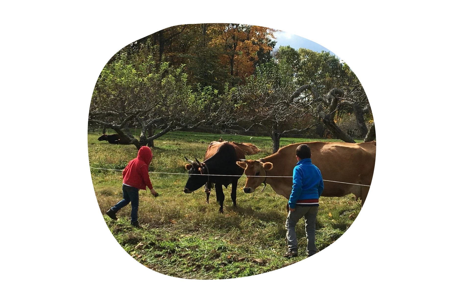 Two boys at Otto Specht School, one in a blue jacket and one in a red jacket stand outside a fence where two cows are waiting for them. Behind the cows are apple trees.