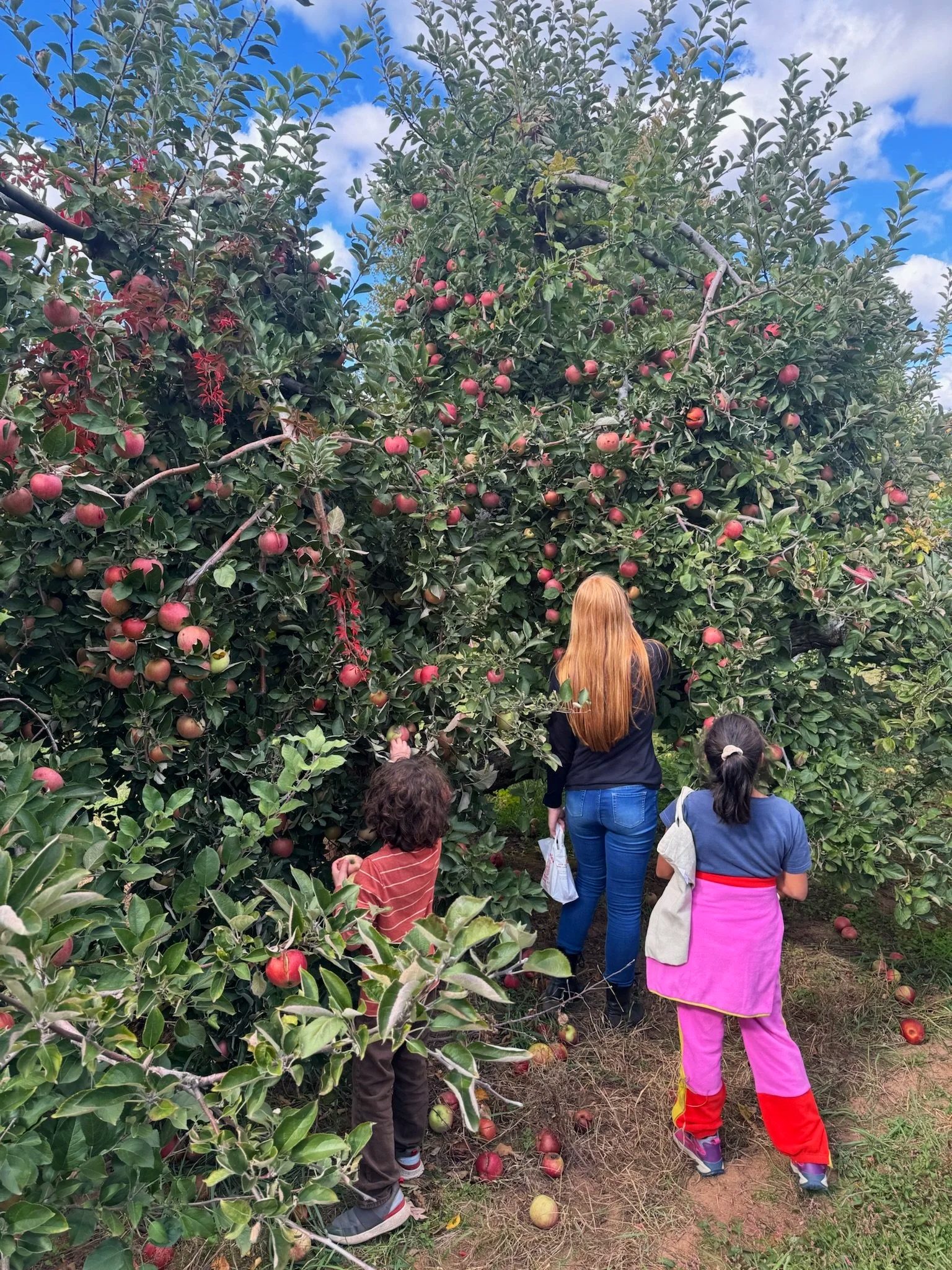 A couple of student and one female teacher with long red hair are picking apples at an orchard near Otto Specht School.