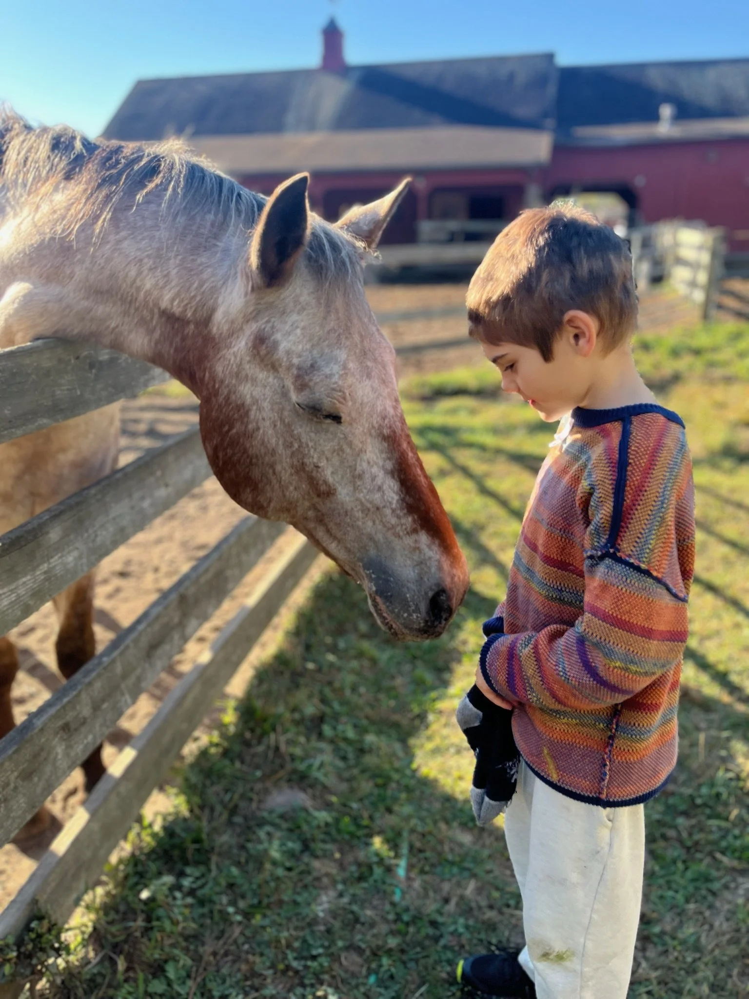 A boy in a striped shirt stands outside a horse paddock with a horse leaning over to him as they share a nice moment at Otto Specht School.