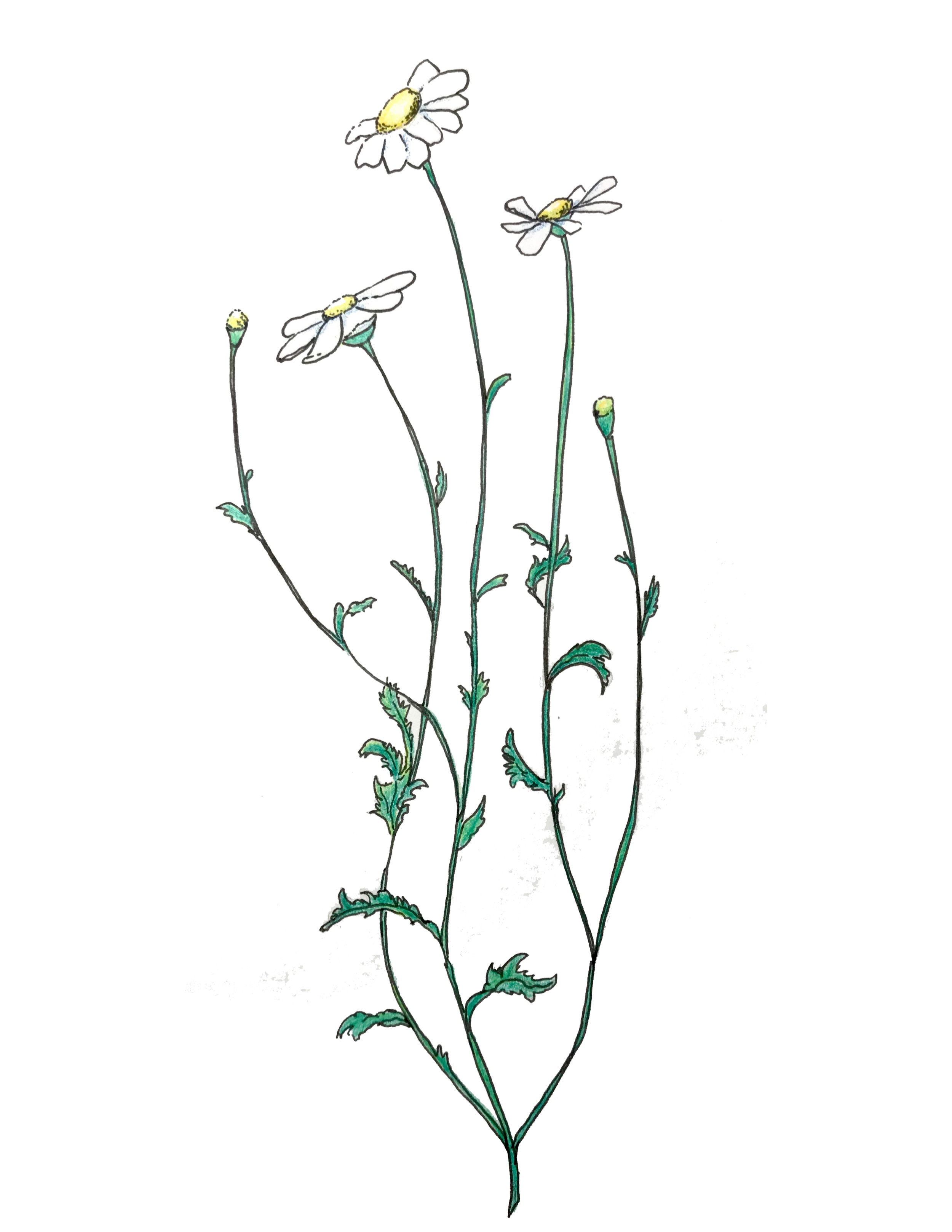 A watercolor painting of a chamomile flower.
