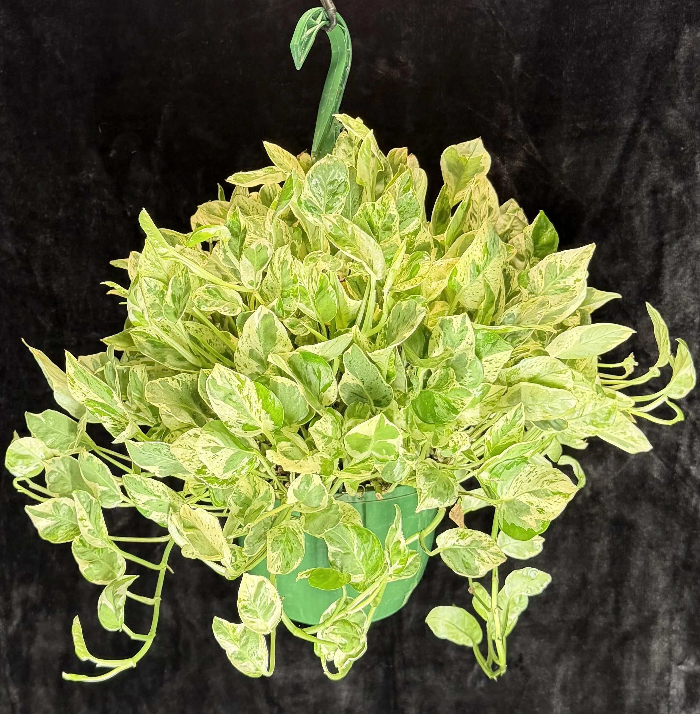 8" Pothos "Pearls n' Jade" Hanging Basket