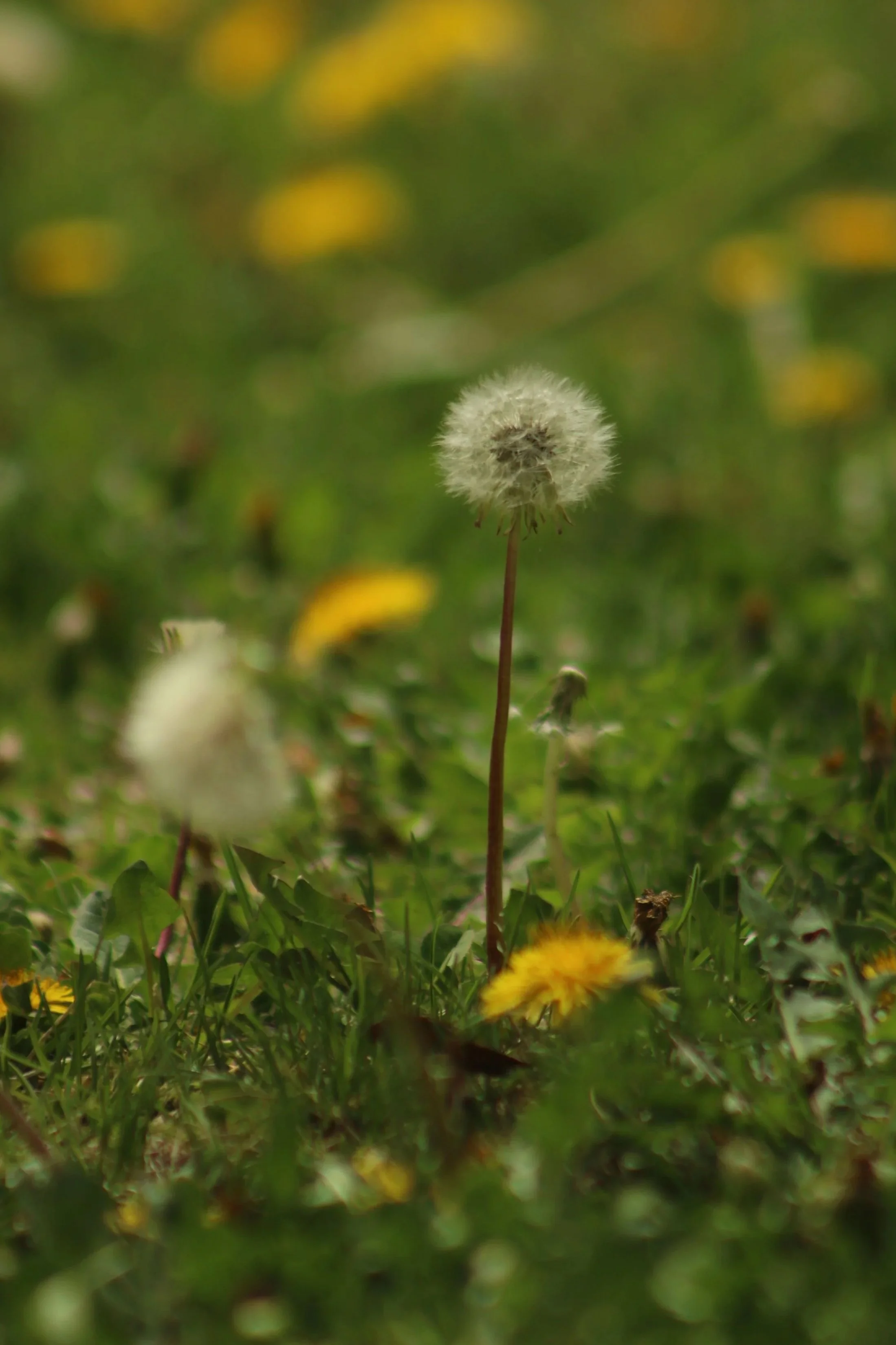 A low-angle view of a field of dandelions. Little bright yellow flowers sit among lush green leaves. At the center a tall stalk stretches upward, topped with fluffy white seeds waiting to be caught in the breeze.