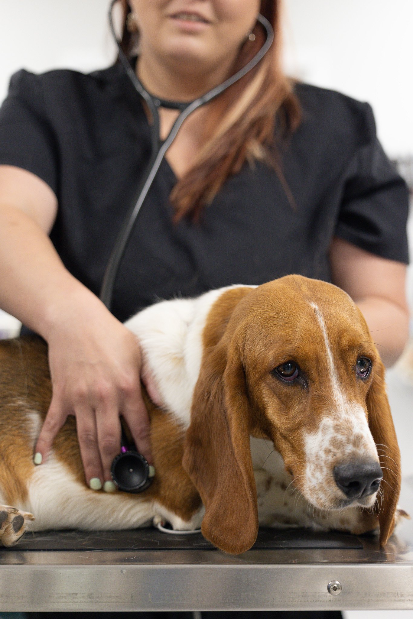 A person in a black shirt uses a stethoscope on a brown and white dog, possibly at a veterinary clinic.