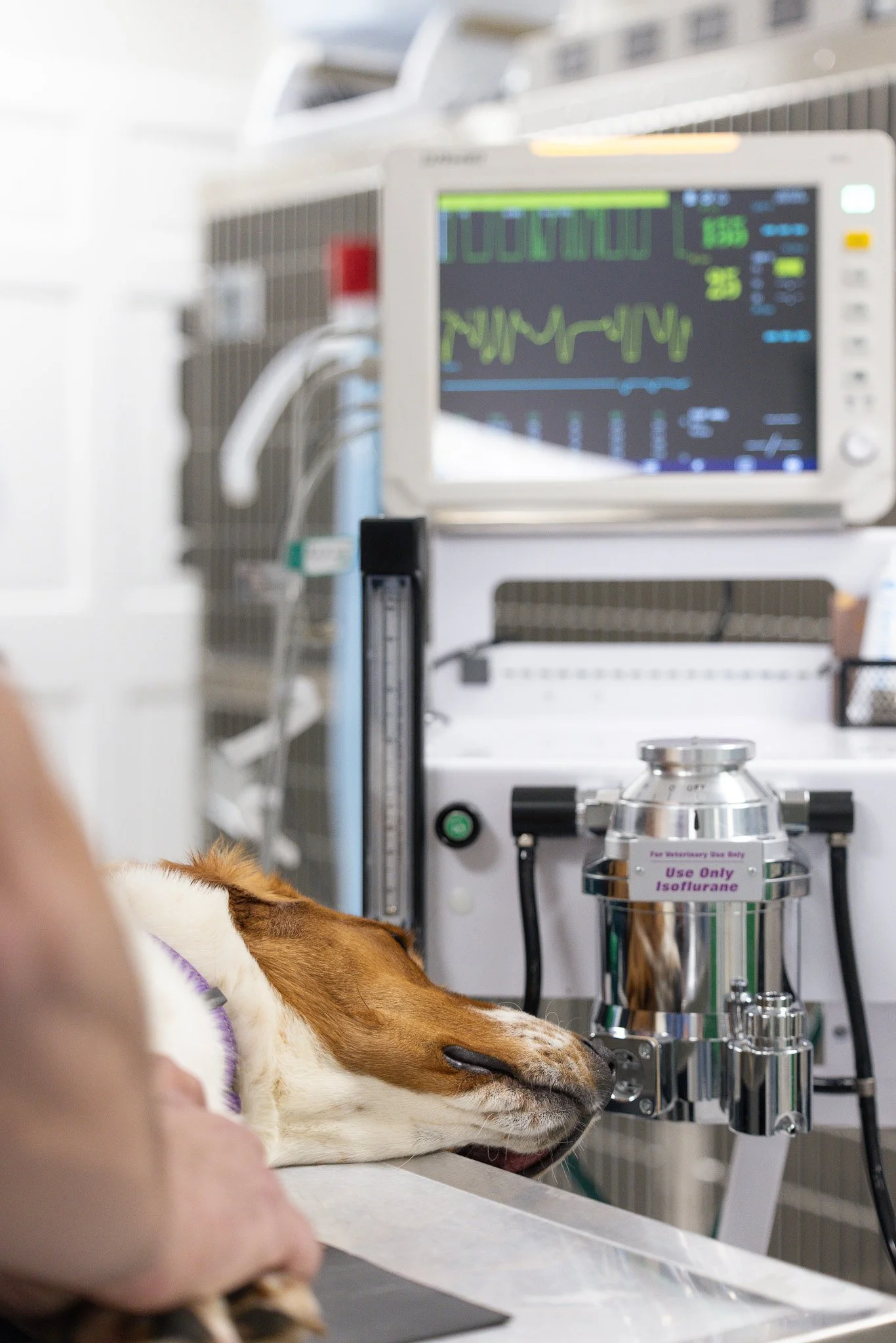 A dog lying on an examination table in a veterinary clinic, with medical equipment including a monitor and an anesthetic machine in the background.