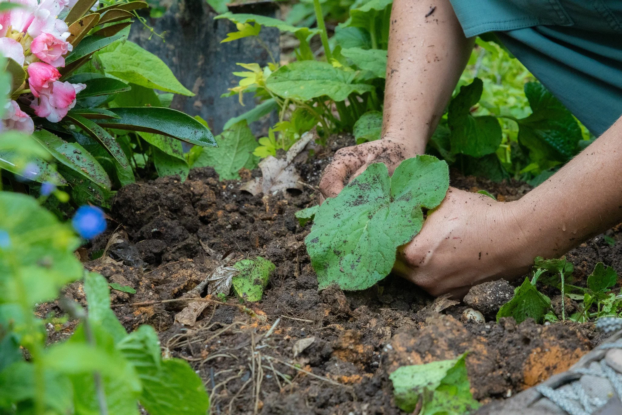 AlleghanyFineGardening_-53.jpg