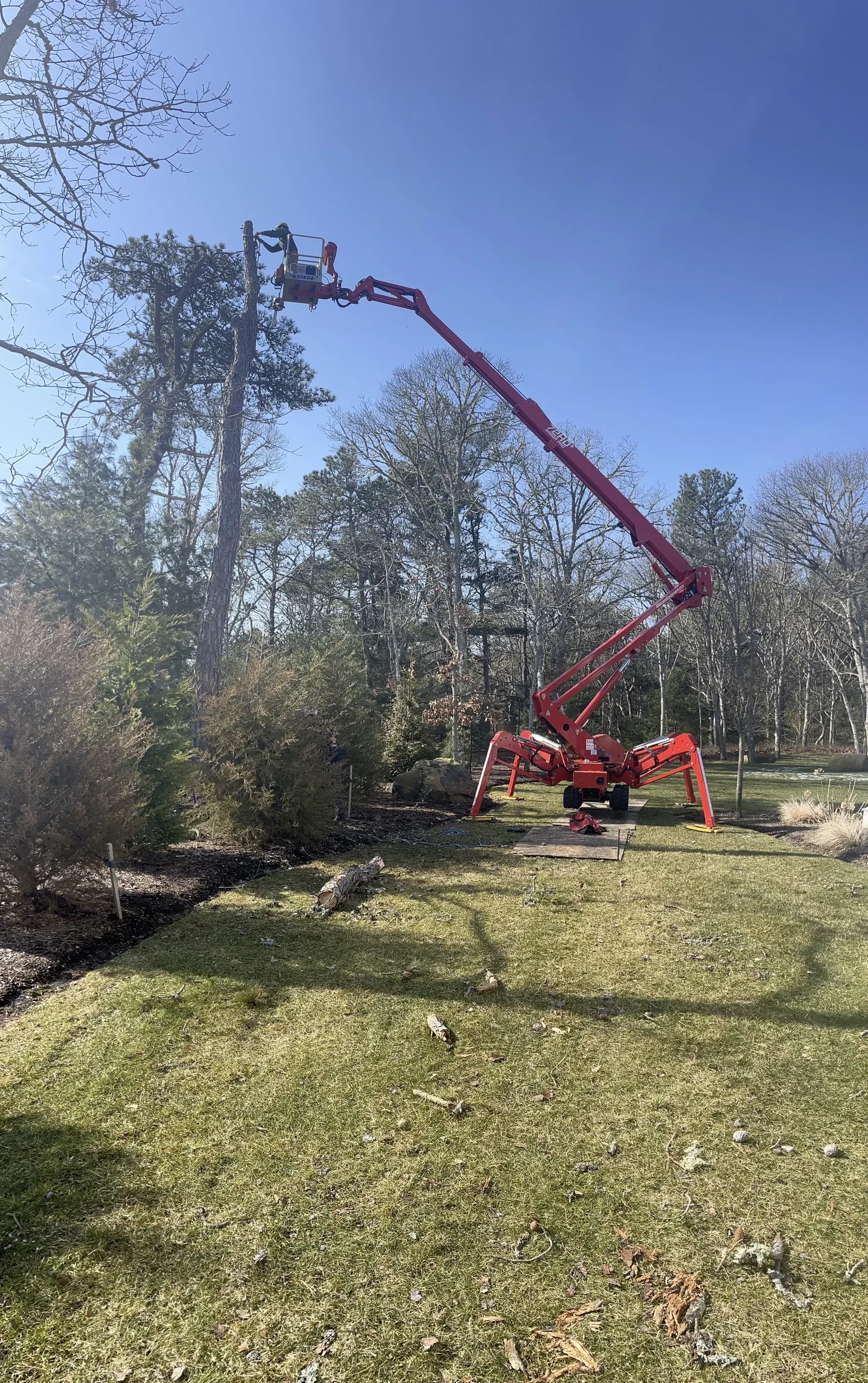 A person is using a cherry picker to trim a tall tree in a park on a sunny day. The cherry picker is red and extends upward, with the worker standing in the basket near the top of the tree. The park has grassy areas, some small trees, and a clear blu