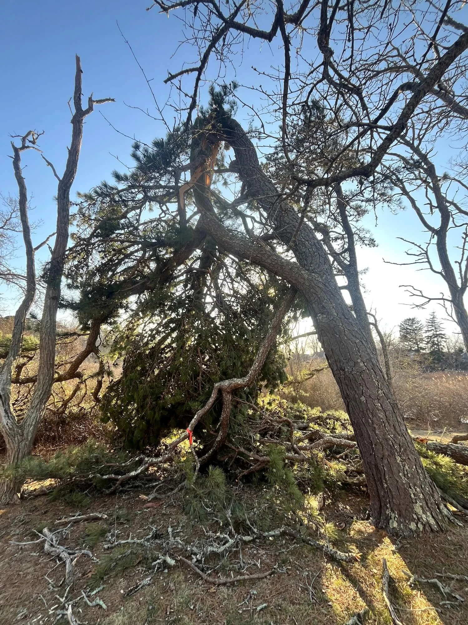 Fallen tree with broken branches and debris on the ground in a wooded area with clear blue sky.
