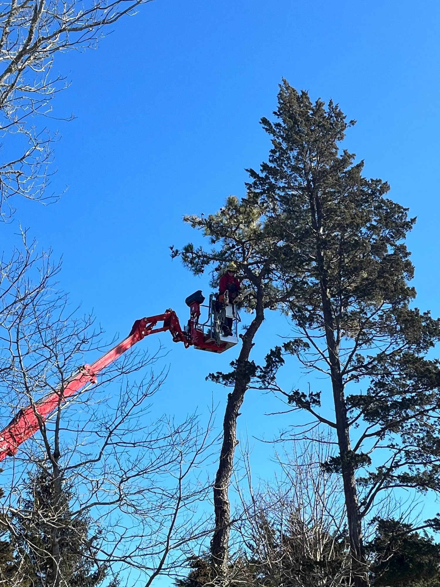 A person wearing a red jacket and safety helmet is on an elevated lift working on a tall tree with a mix of leafless and green foliage, under a clear blue sky.