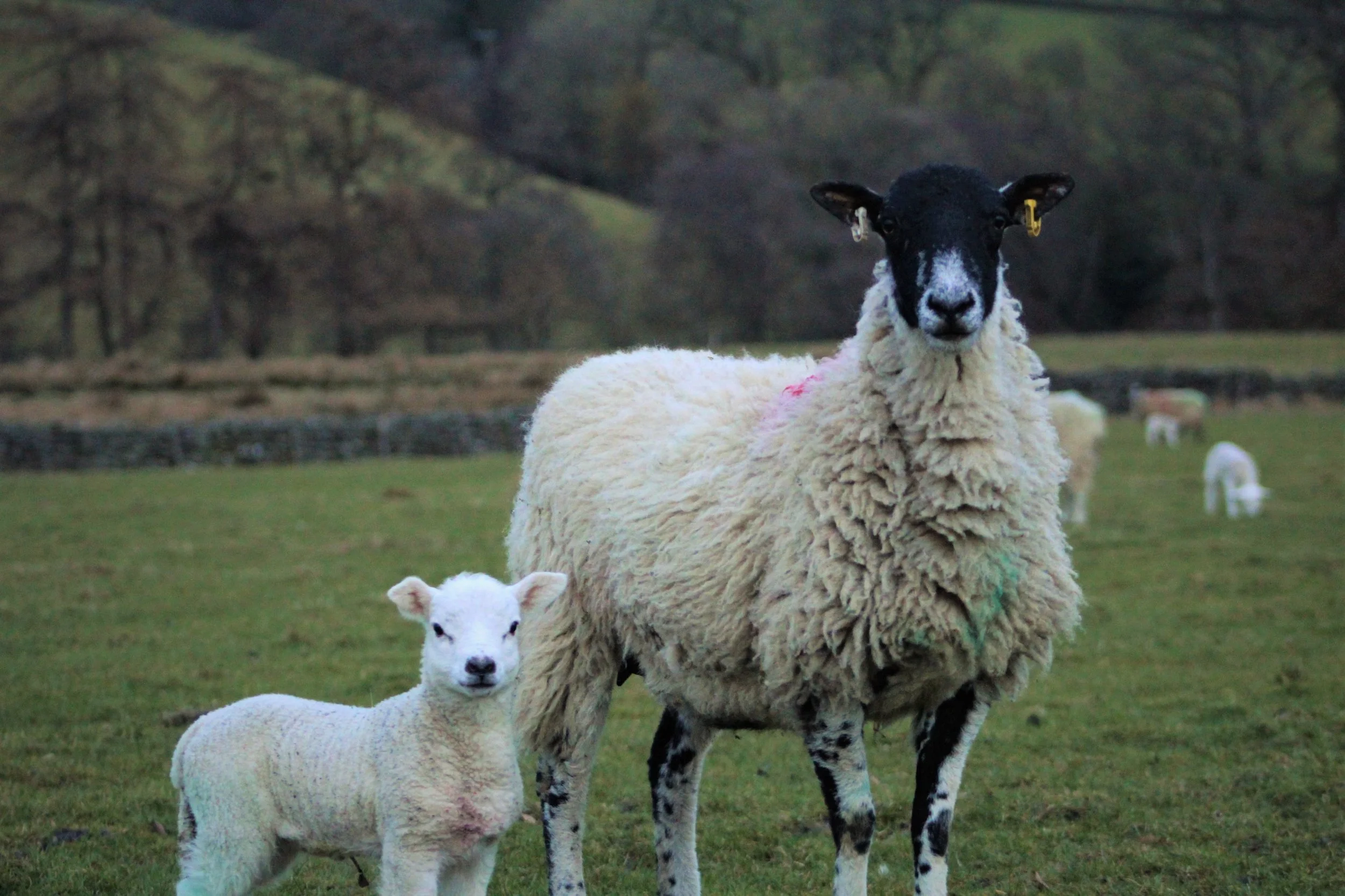 sheep2.jpg