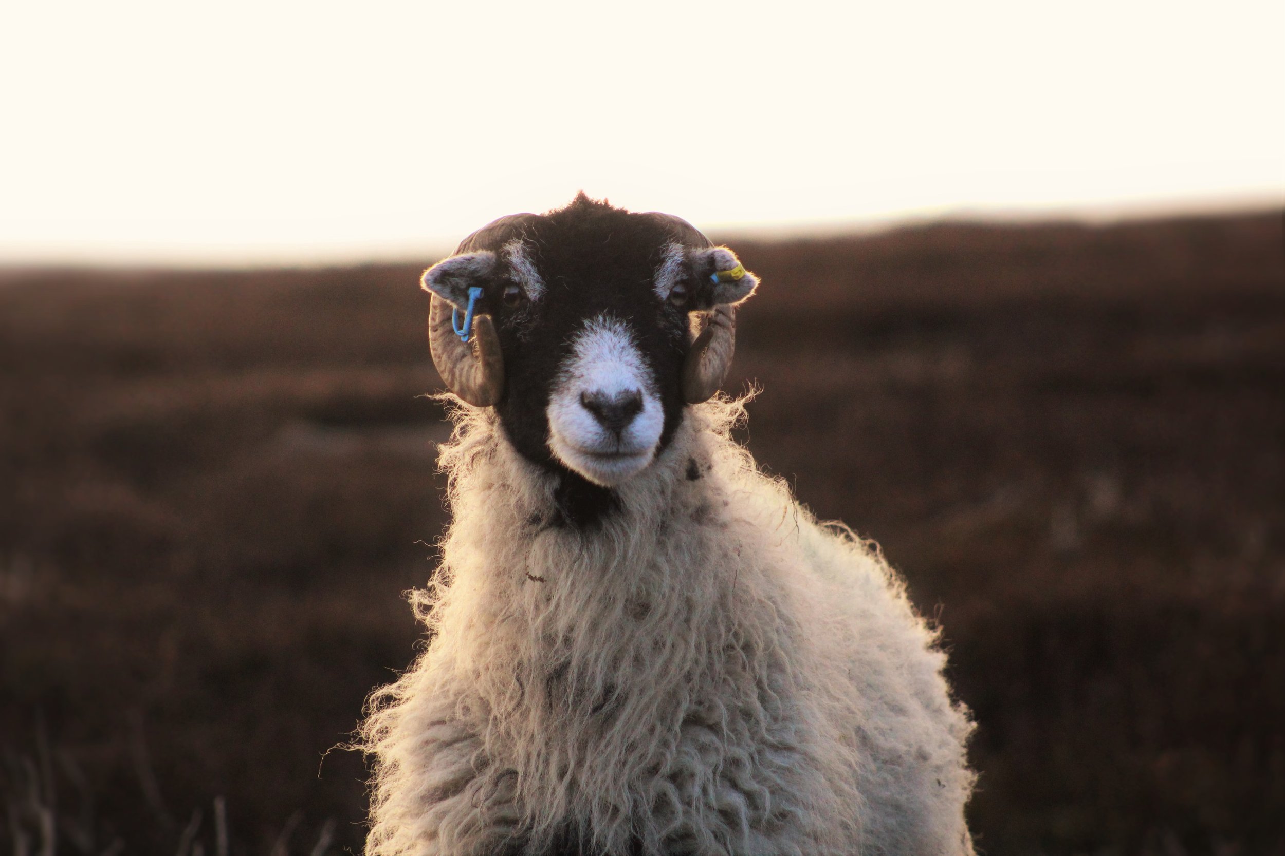 ewe4 .jpg