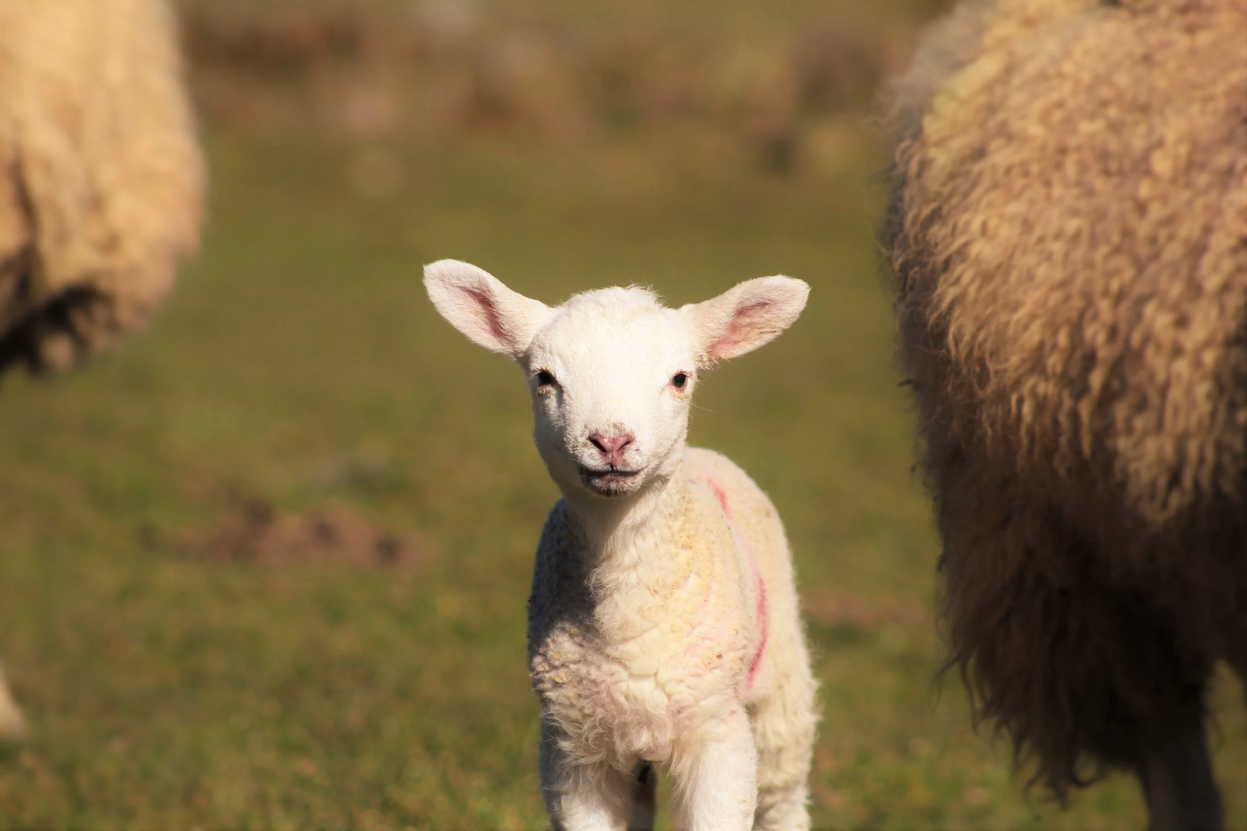 lamb3 .jpg