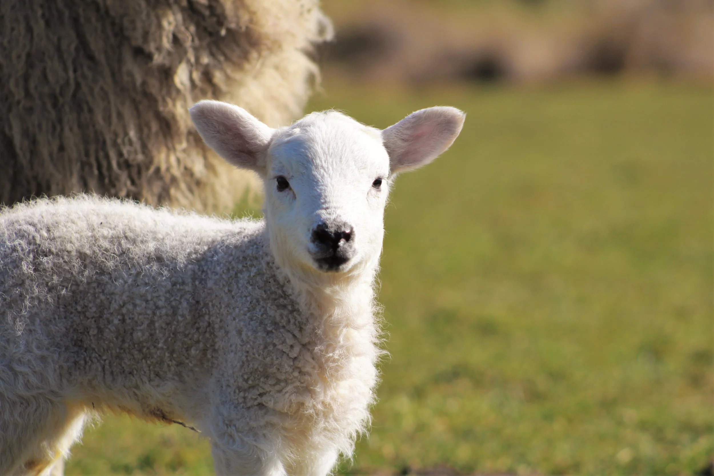 lamb2.jpg