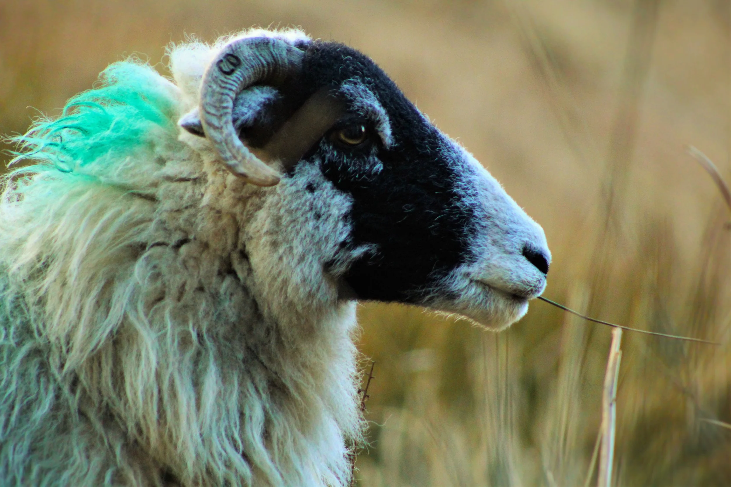 ewe2 .jpg