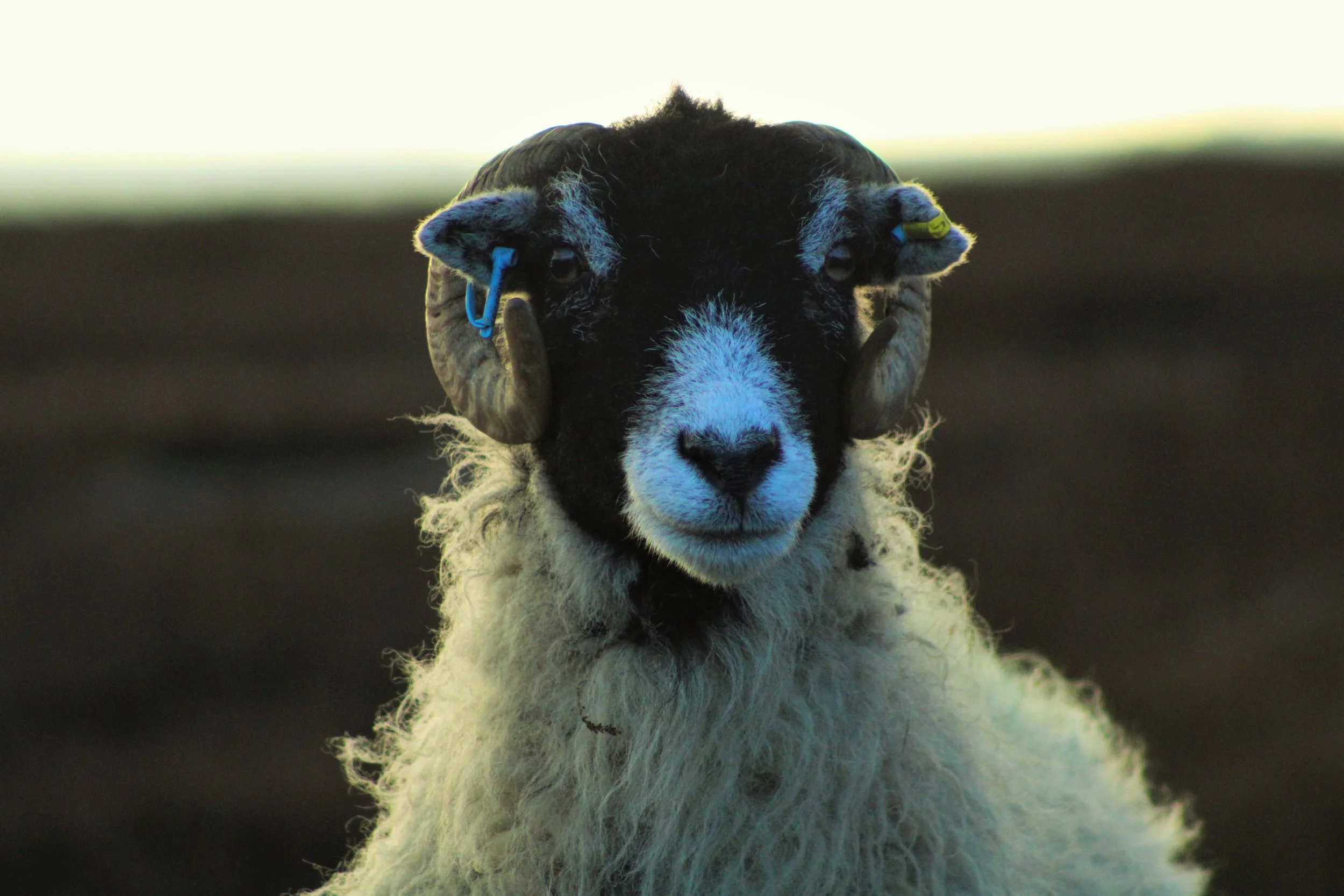 ewe.jpg