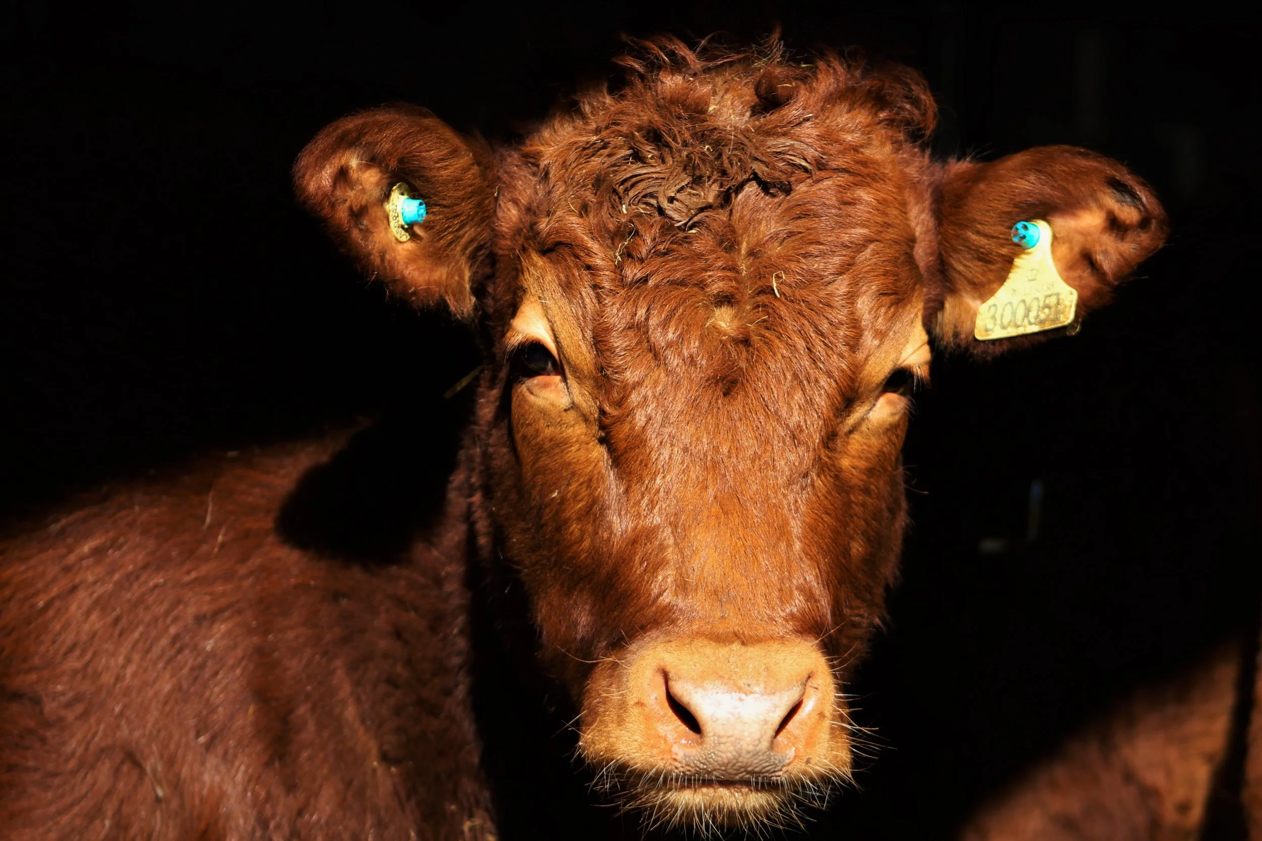 Cow2.jpg