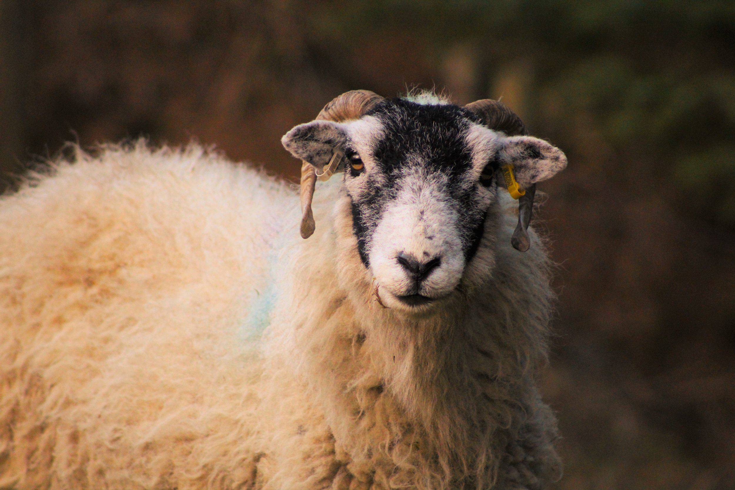 ewe3.jpg