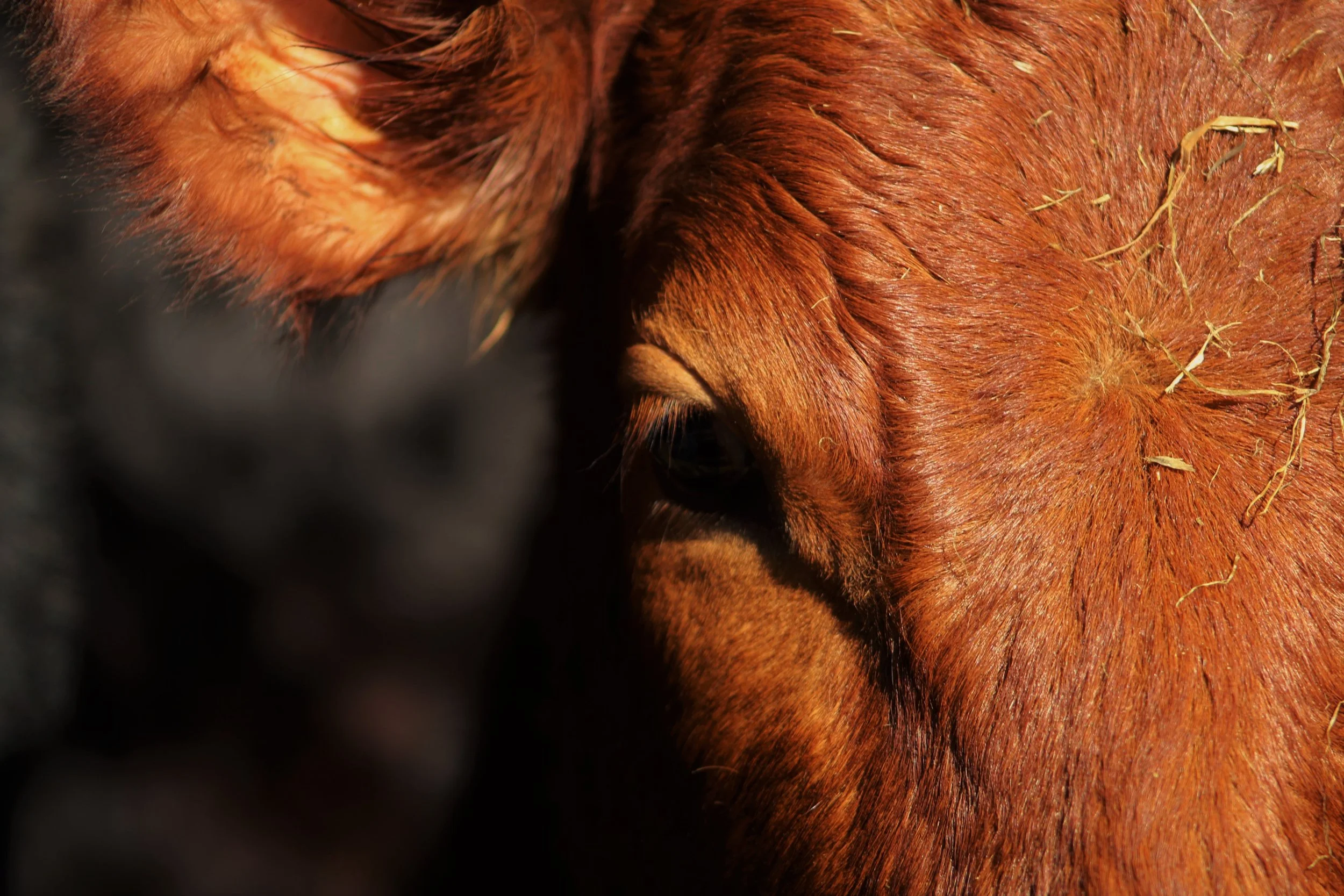 Cow3 .jpg