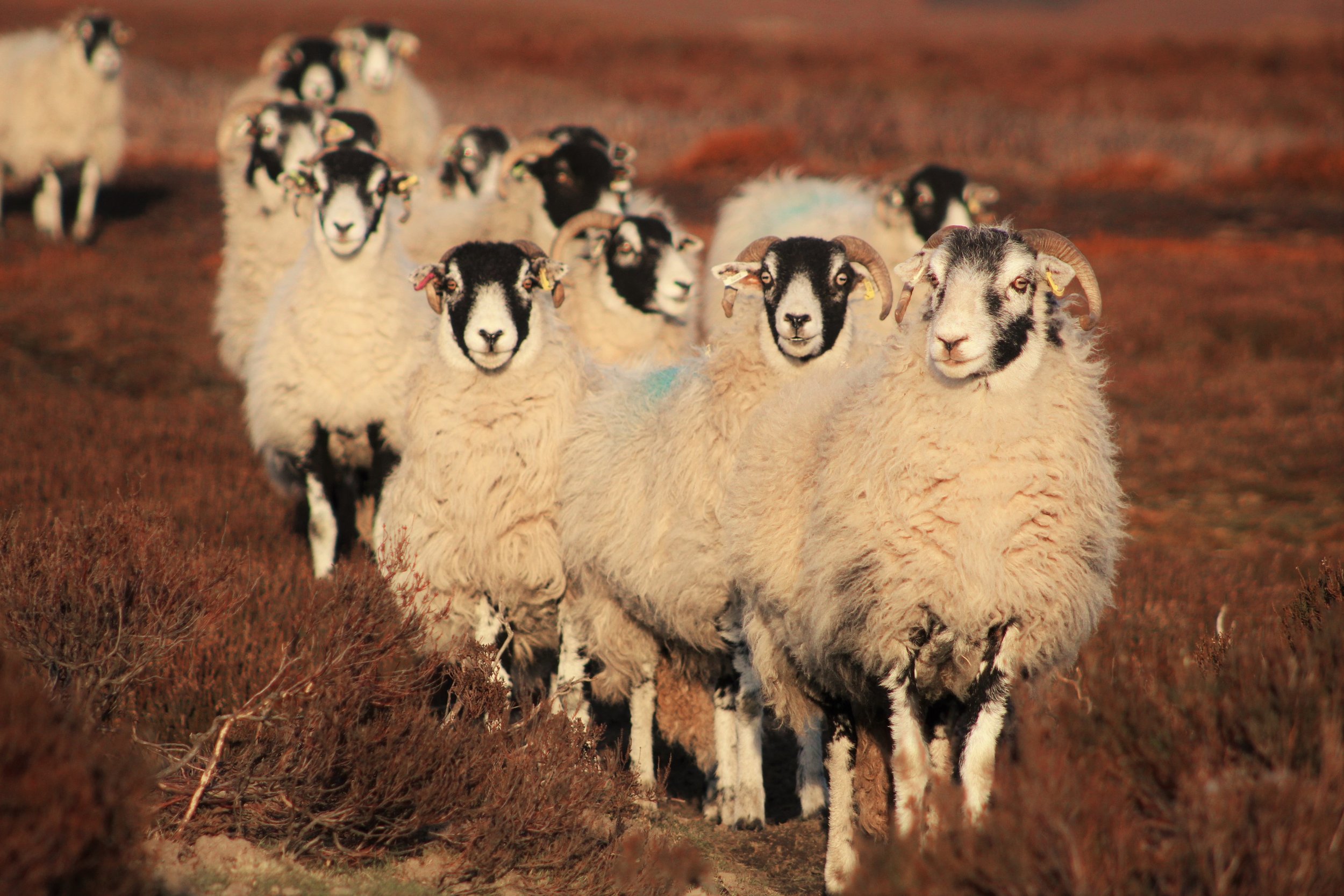 flock.jpg