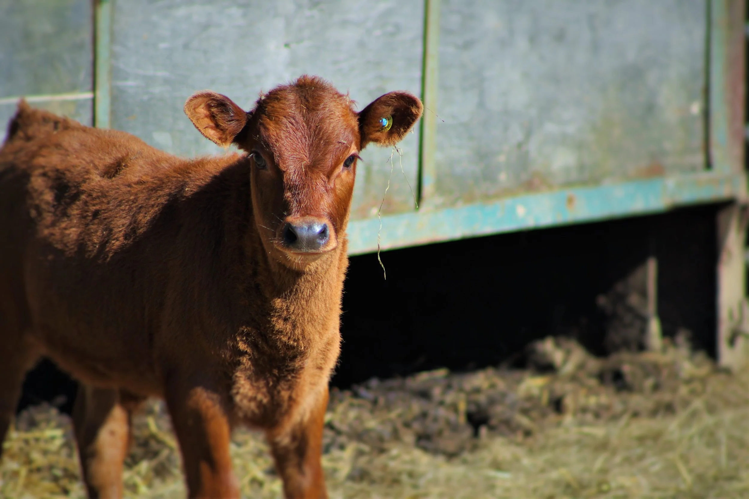 calf.jpg