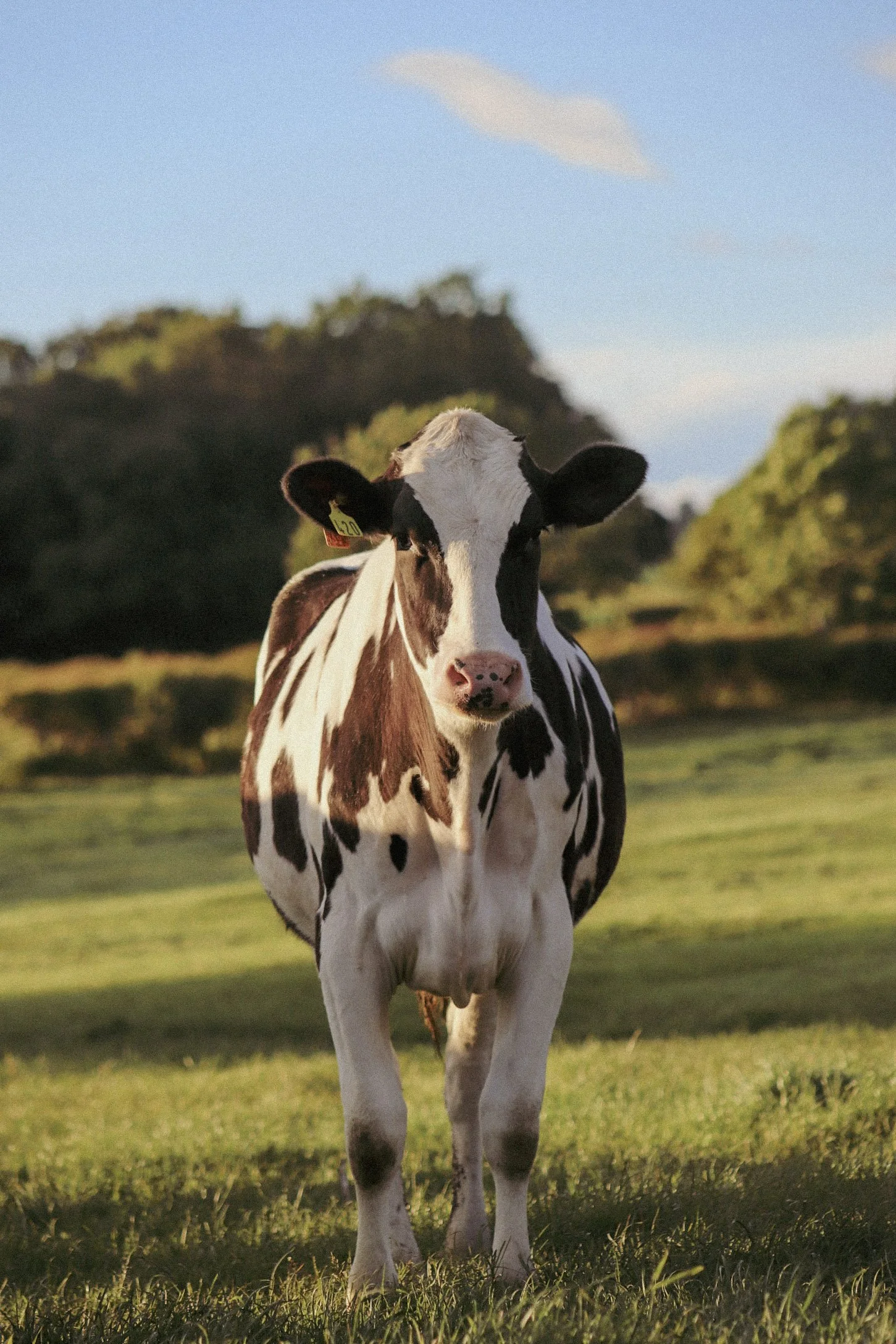 Livestock